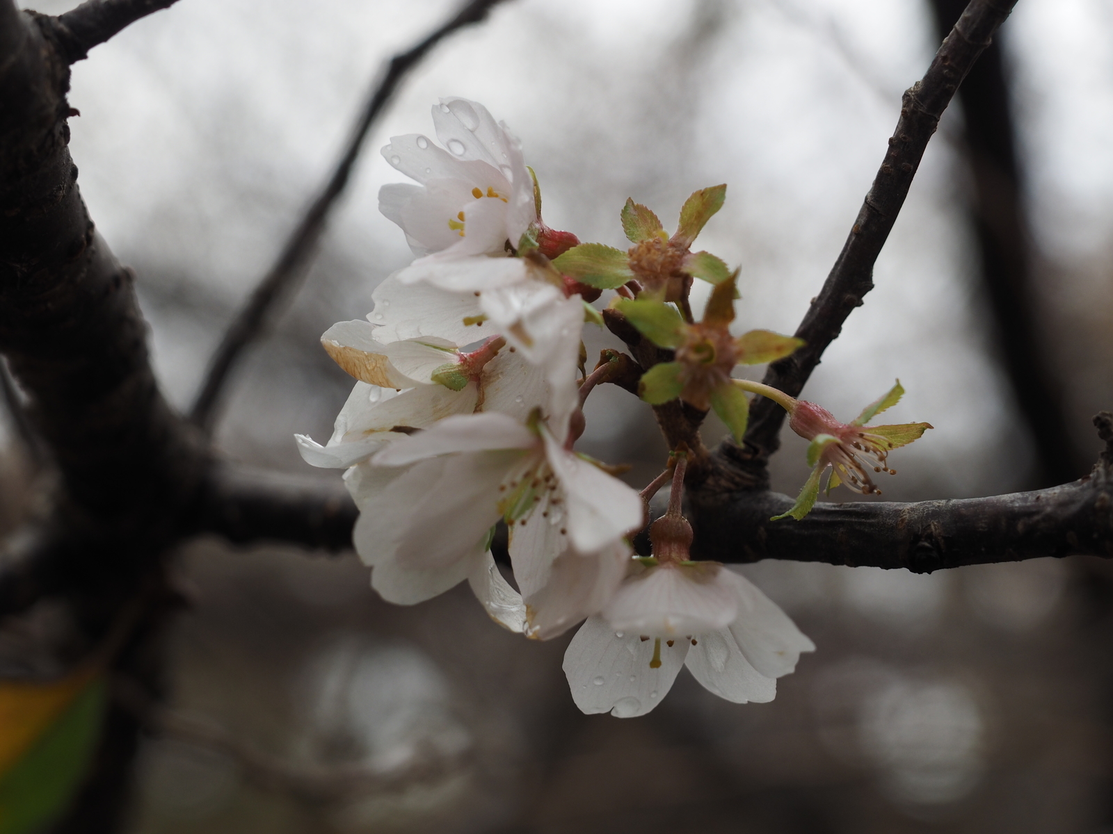 f:id:k10no3:20191116105900j:plain