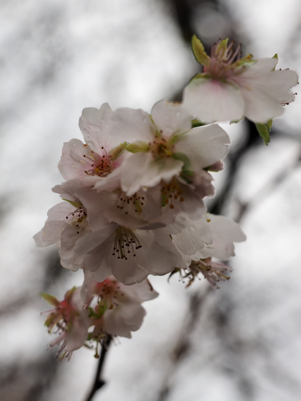 f:id:k10no3:20191116110010j:plain