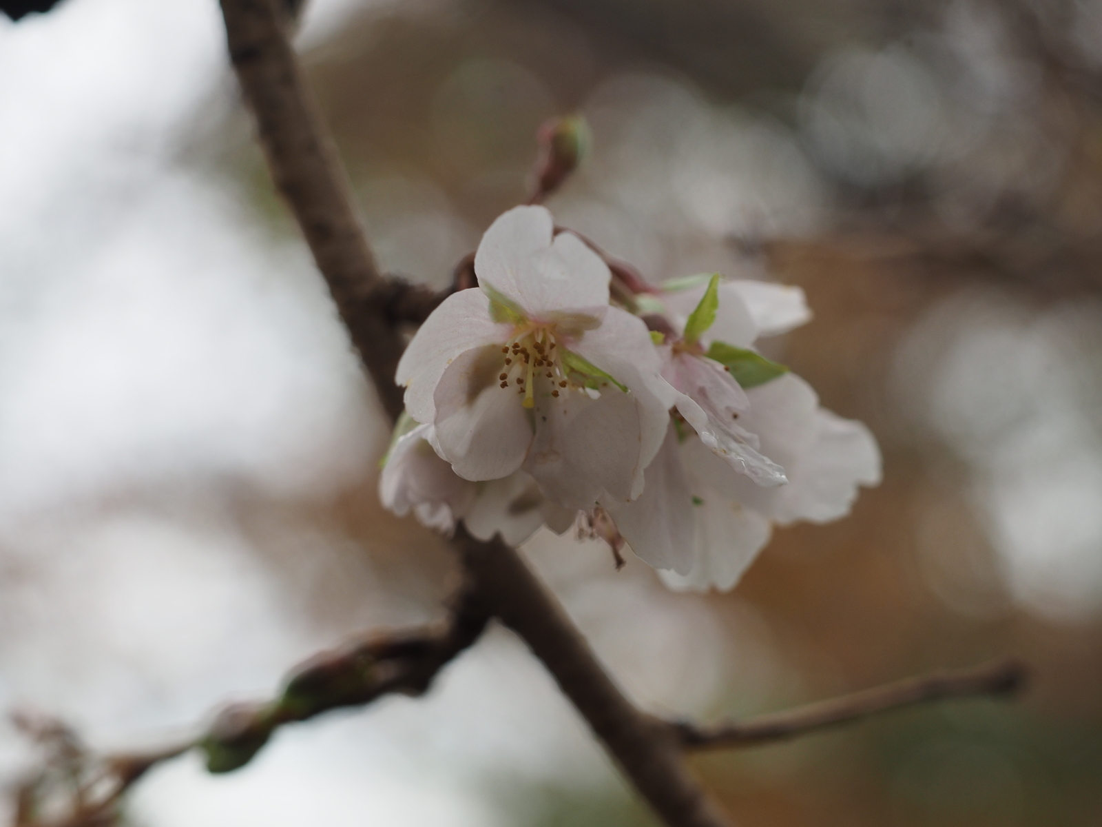 f:id:k10no3:20191116110459j:plain