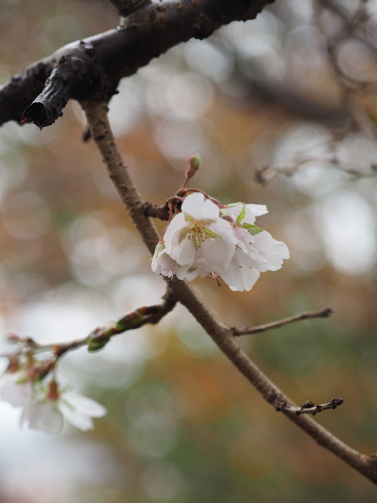 f:id:k10no3:20191116110527j:plain