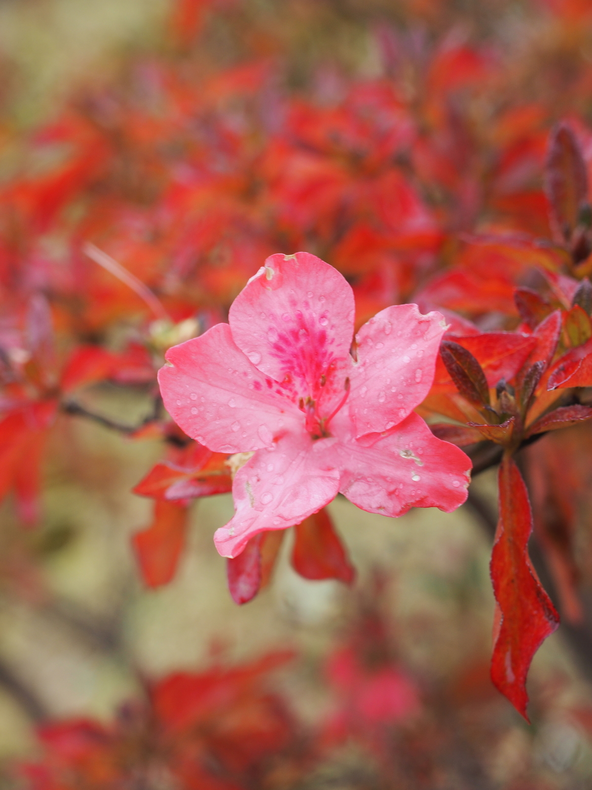 f:id:k10no3:20191116111338j:plain