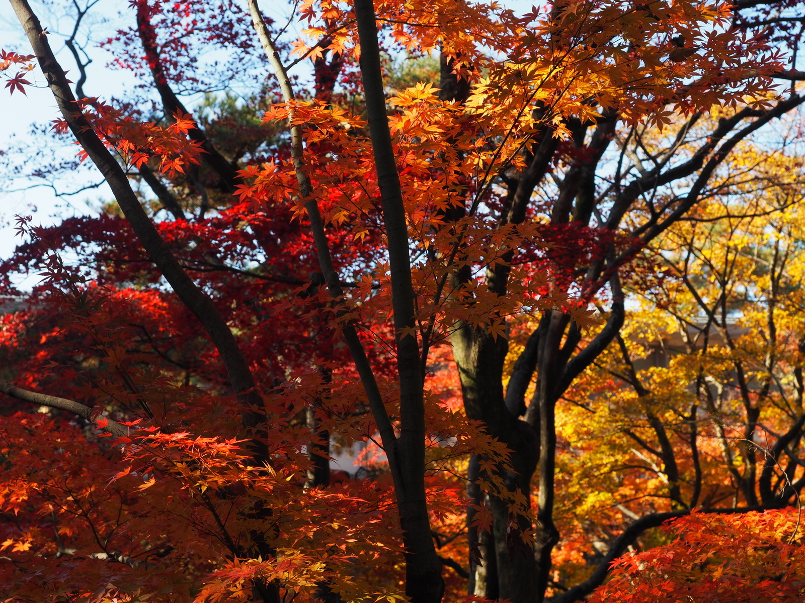 f:id:k10no3:20191123095924j:plain