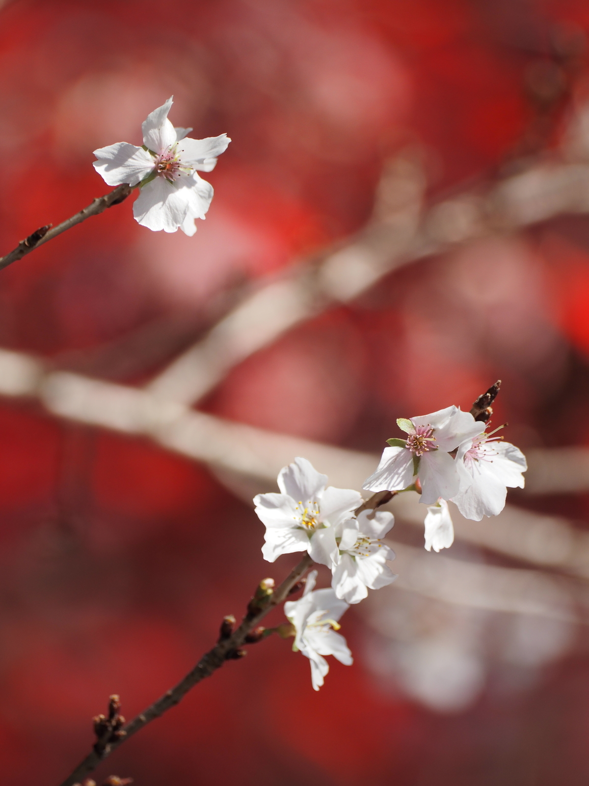 f:id:k10no3:20191123130626j:plain f:id:k10no3:20191123130626j:plain