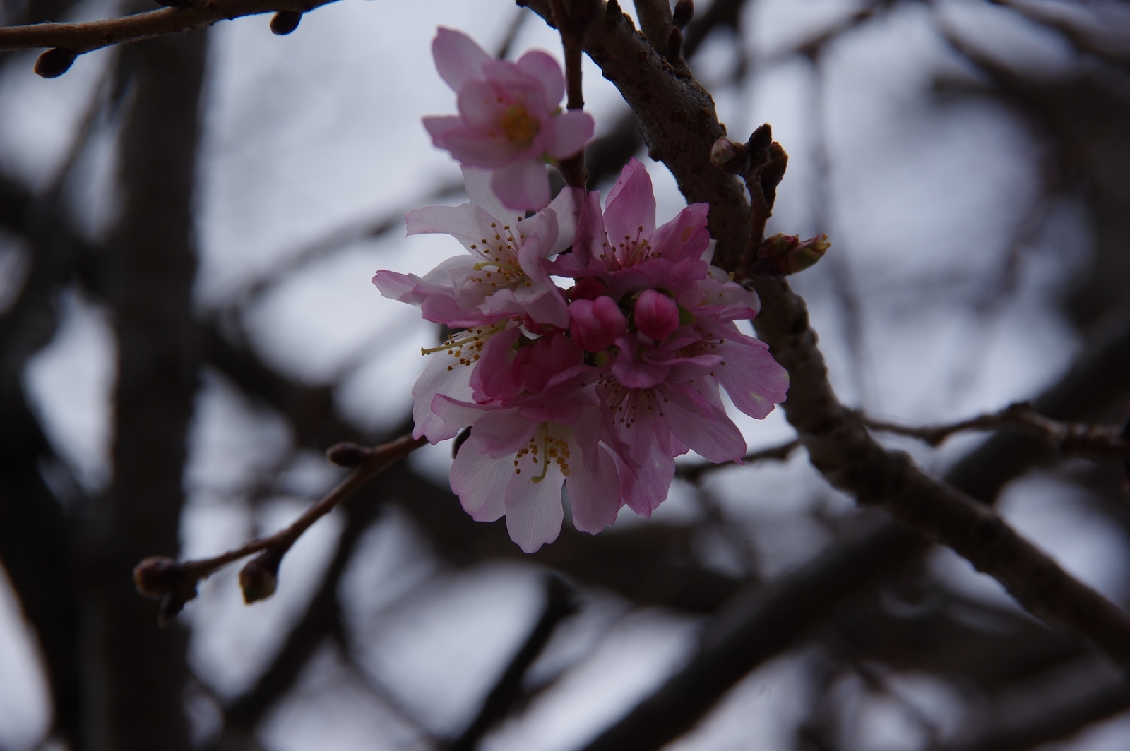 f:id:k10no3:20200104103348j:plain