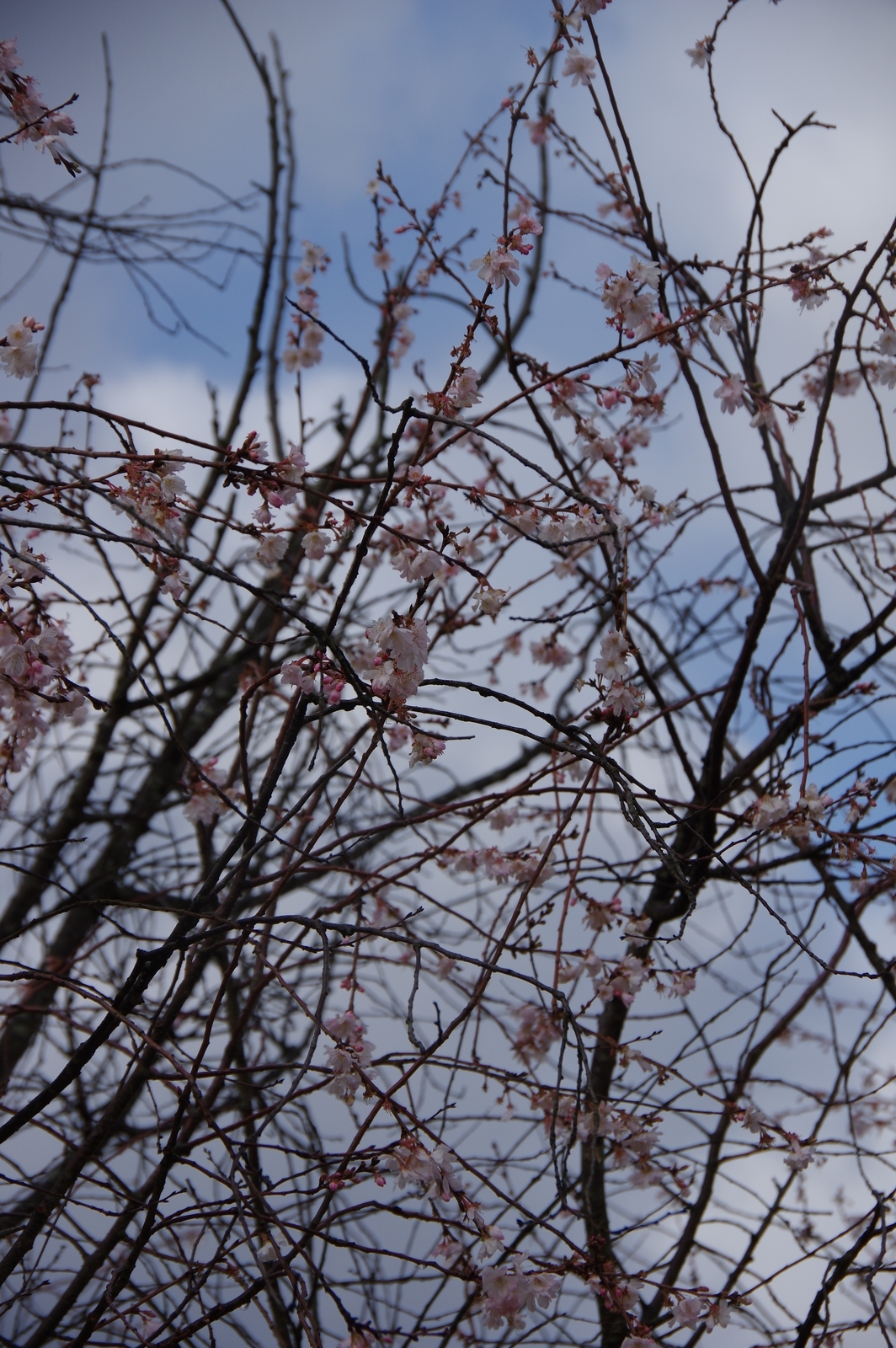 f:id:k10no3:20200105101426j:plain f:id:k10no3:20200105101426j:plain