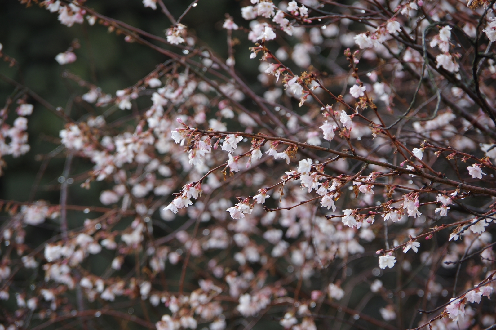 f:id:k10no3:20200105101456j:plain f:id:k10no3:20200105101456j:plain