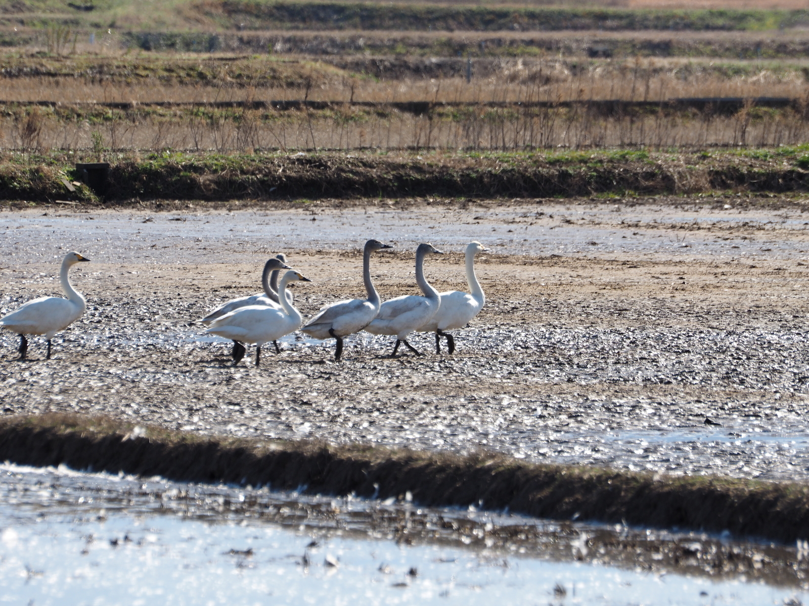 f:id:k10no3:20200126112206j:plain