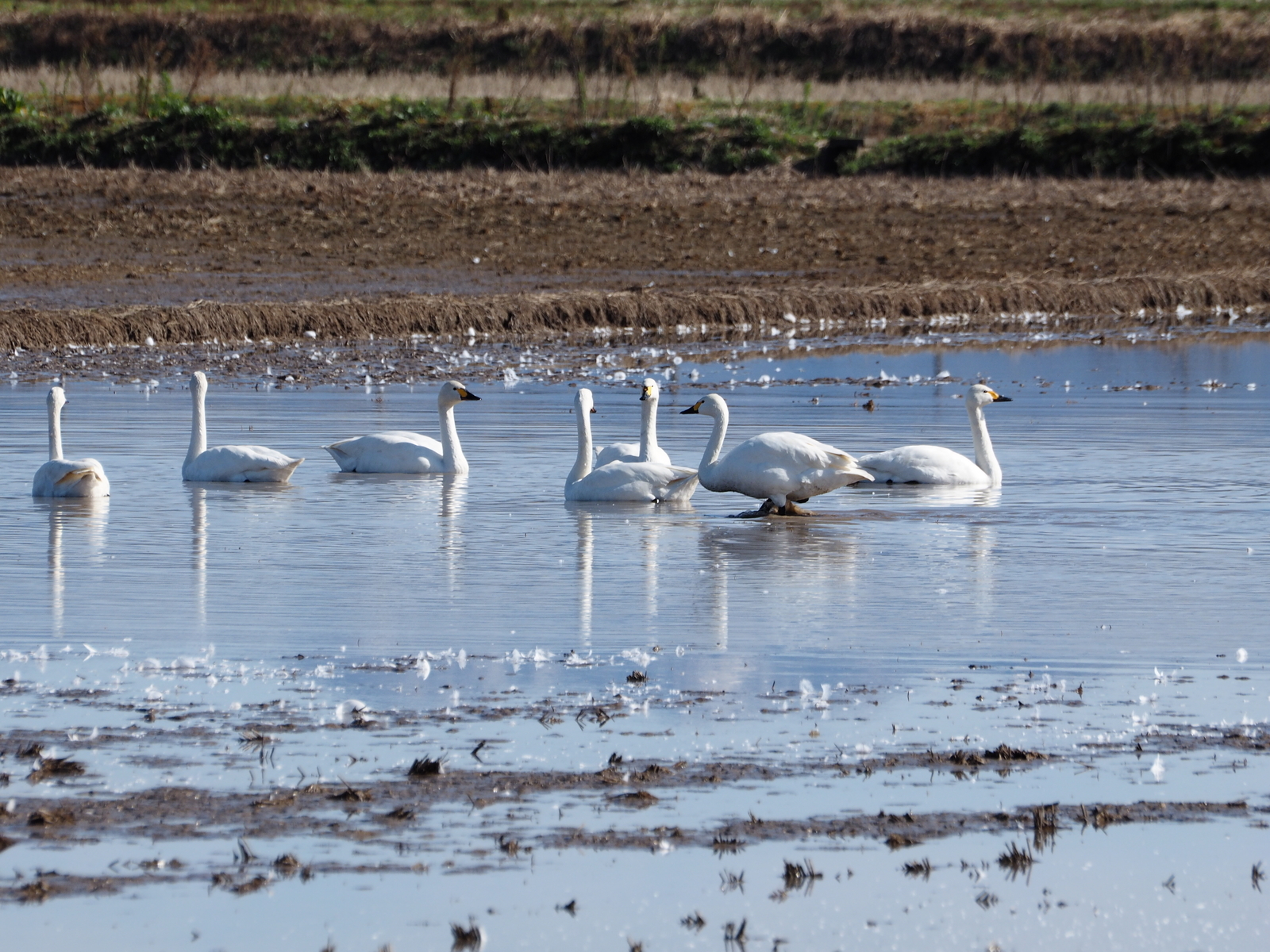 f:id:k10no3:20200126112523j:plain