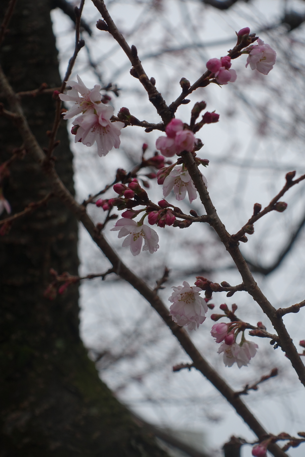f:id:k10no3:20200131104037j:plain