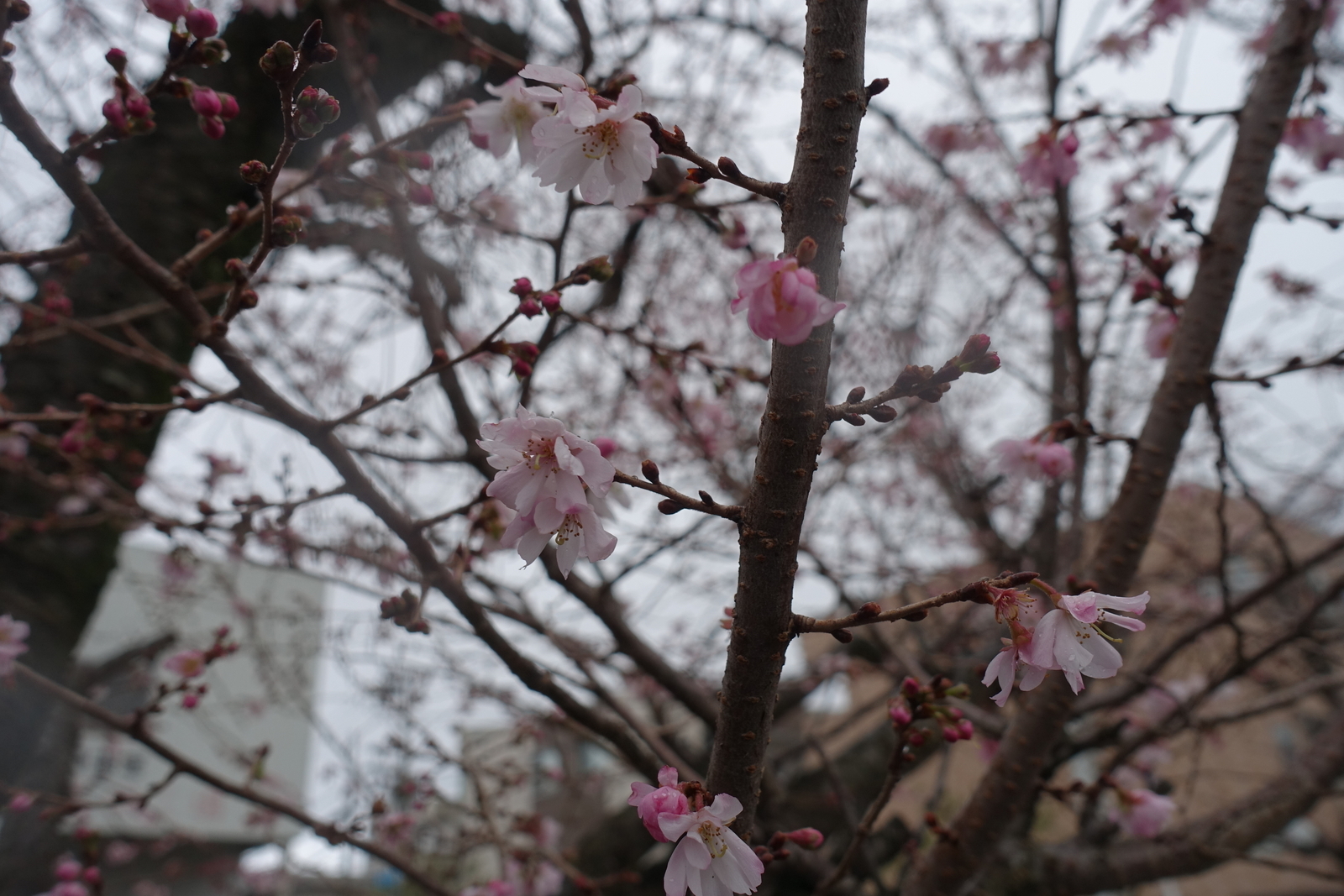 f:id:k10no3:20200131104056j:plain