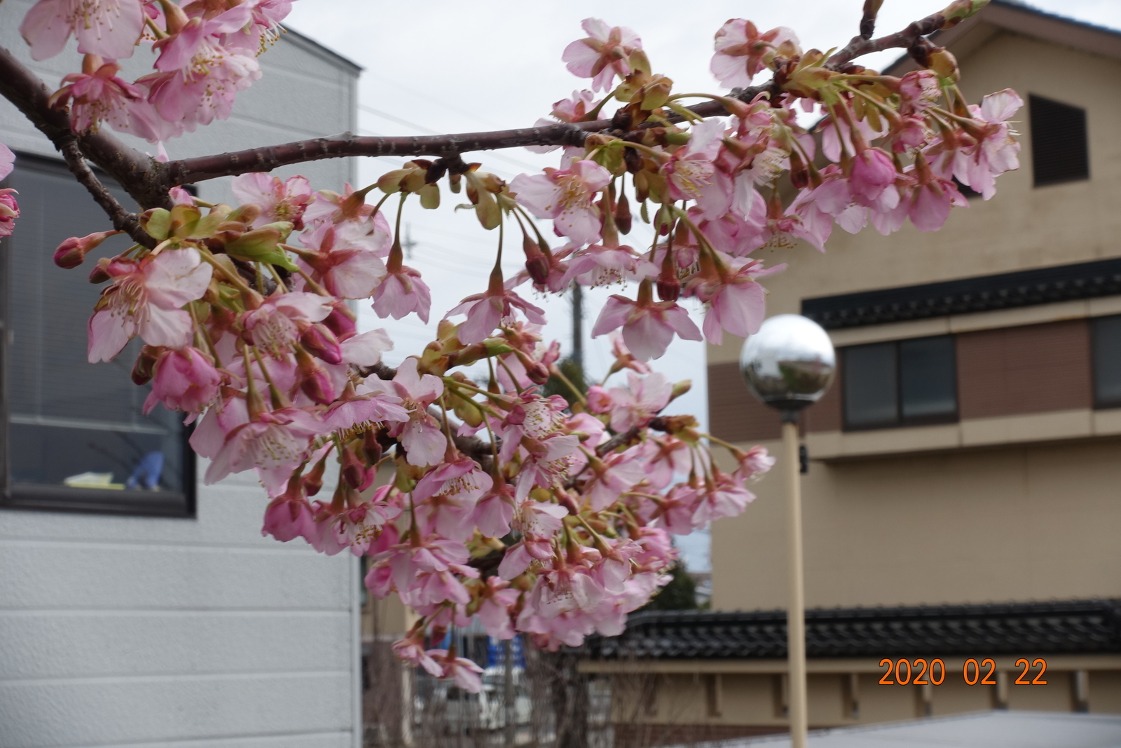 f:id:k10no3:20200222102503j:plain