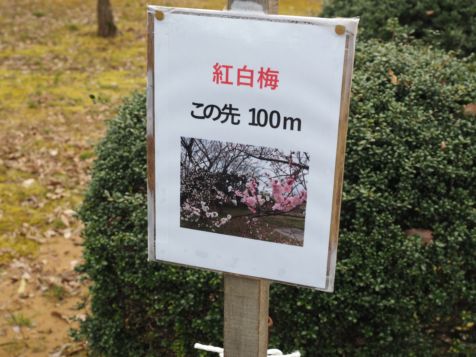 f:id:k10no3:20200302191235j:plain