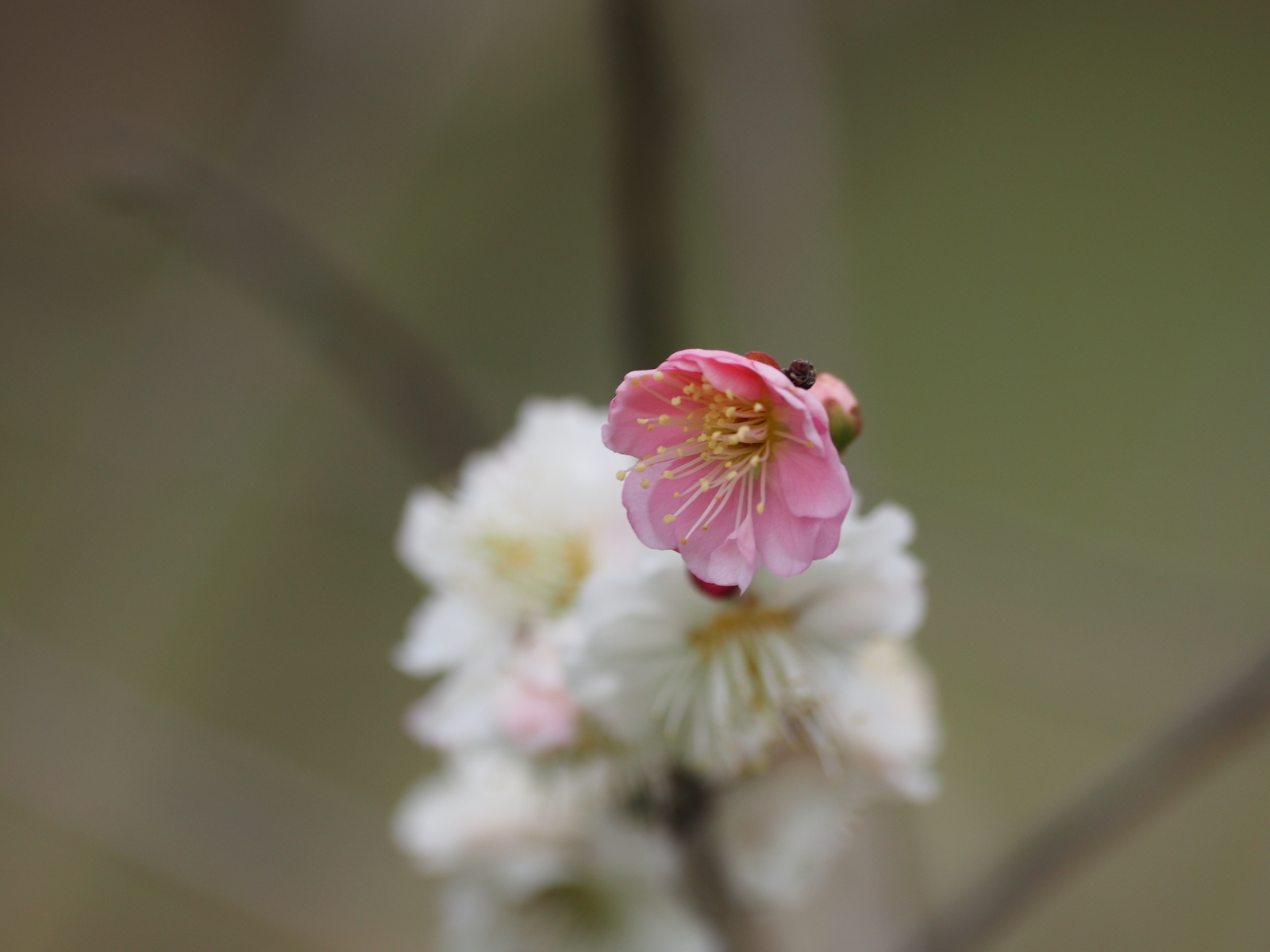 f:id:k10no3:20200305204551j:plain