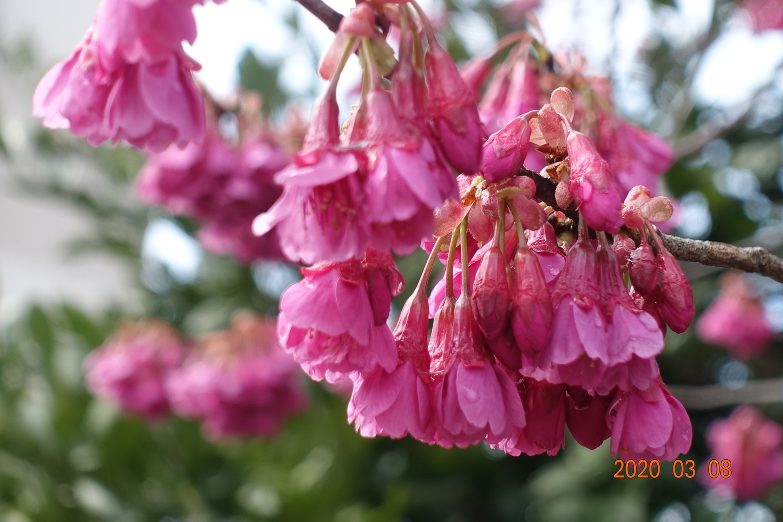 f:id:k10no3:20200308203304j:plain