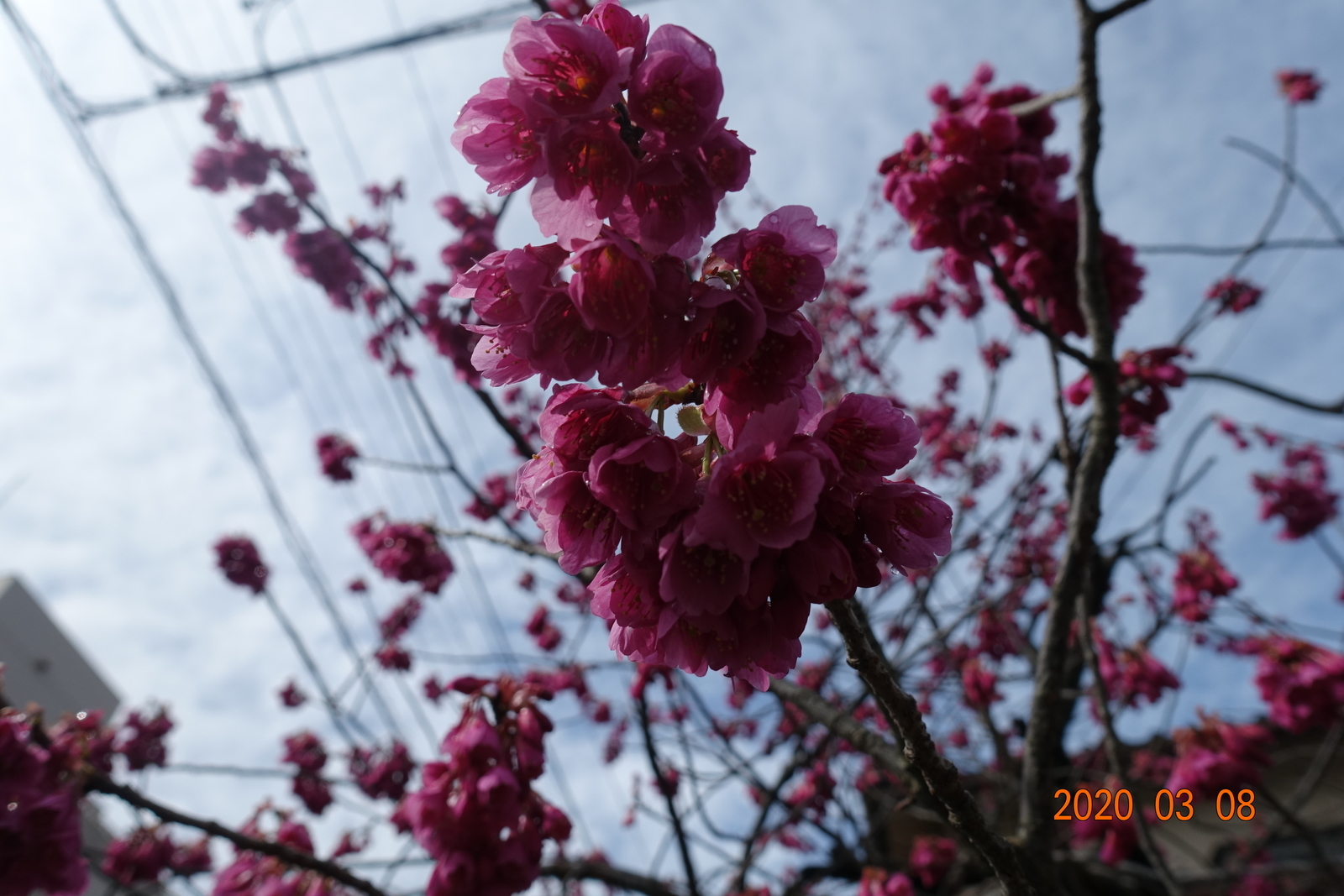 f:id:k10no3:20200308203316j:plain