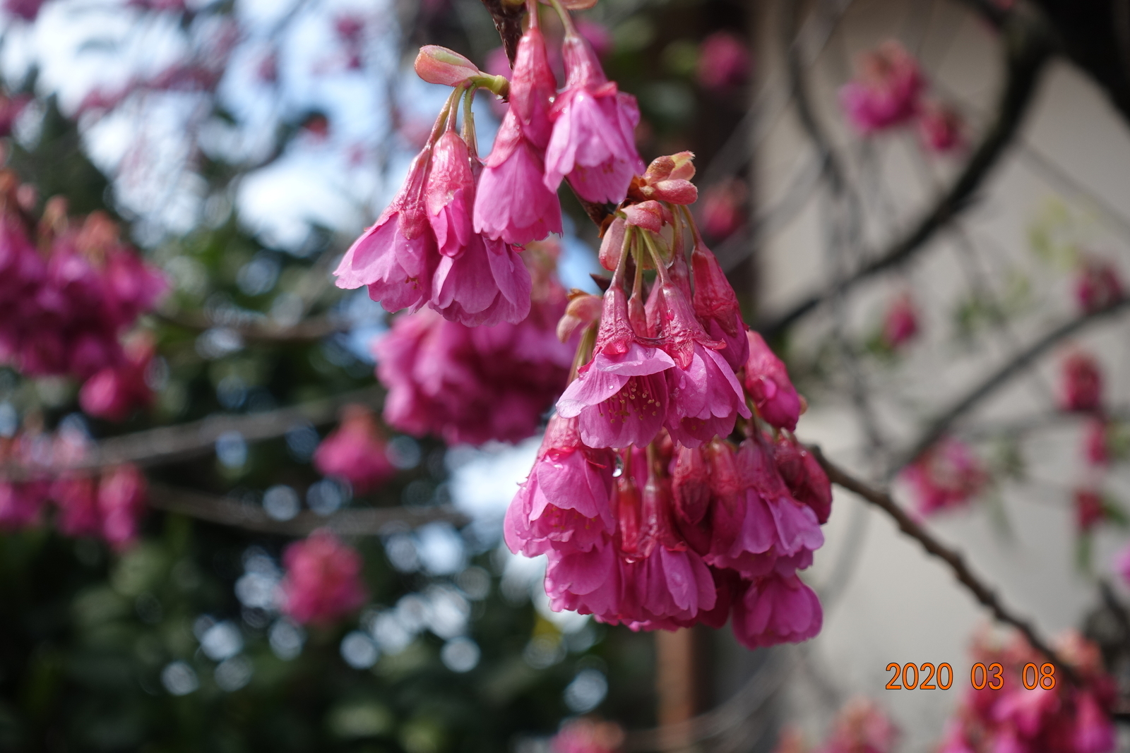 f:id:k10no3:20200308203328j:plain