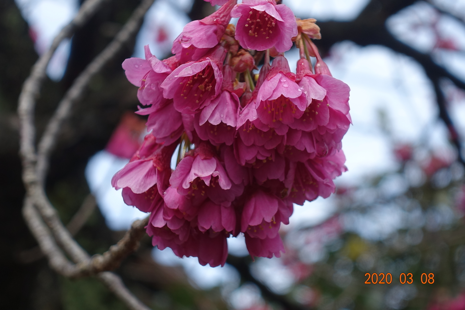 f:id:k10no3:20200308203426j:plain f:id:k10no3:20200308203426j:plain