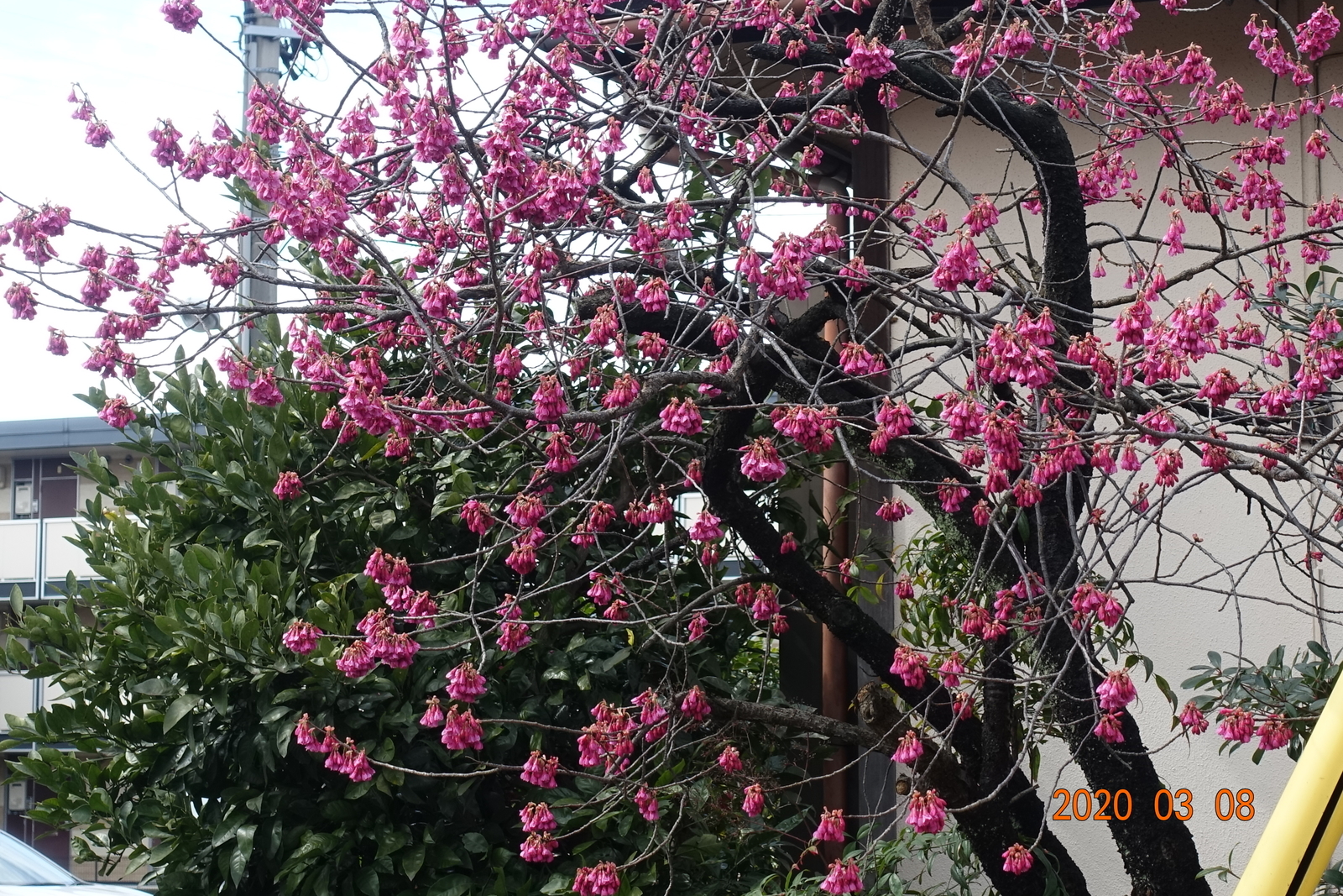 f:id:k10no3:20200308203527j:plain