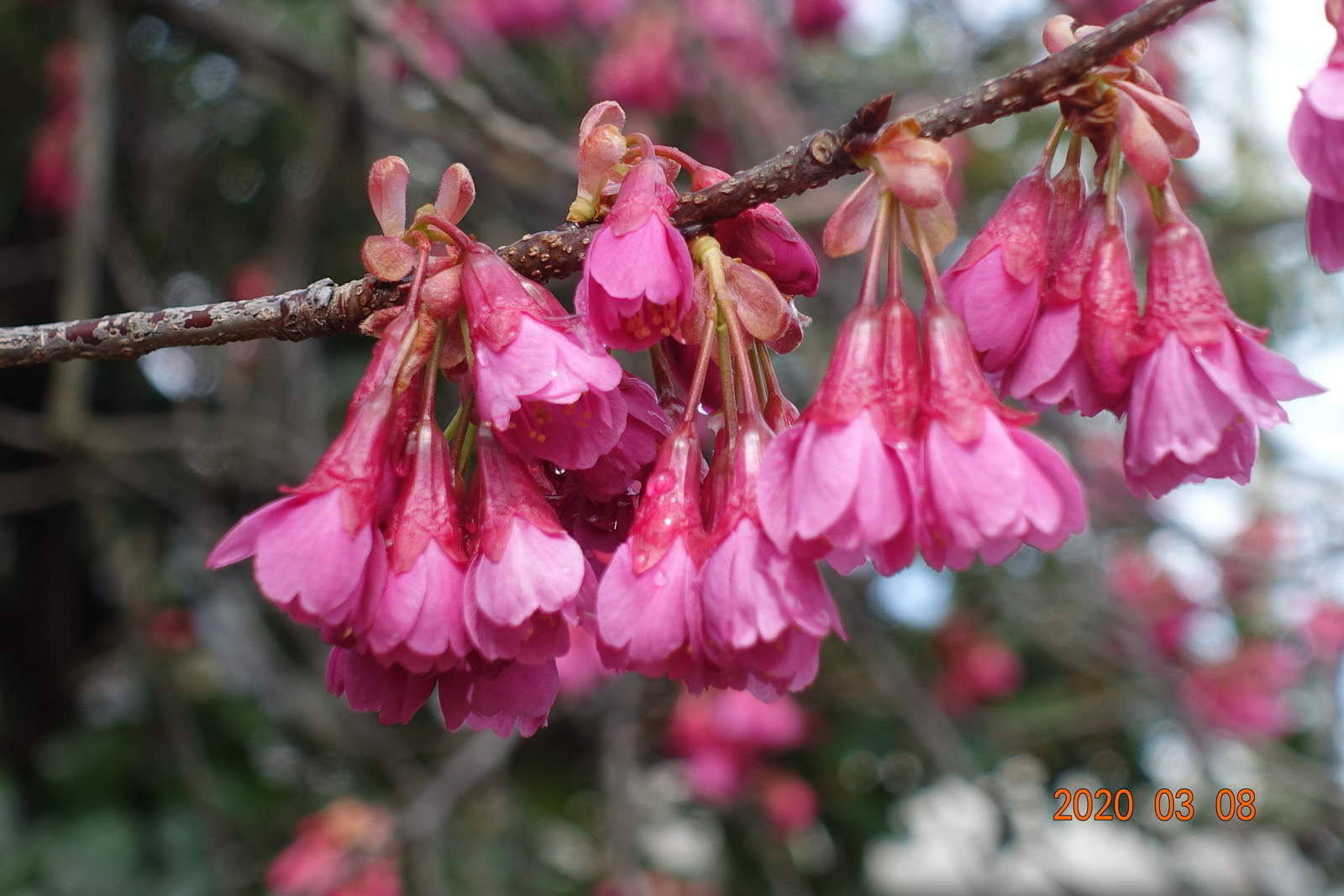 f:id:k10no3:20200308203608j:plain
