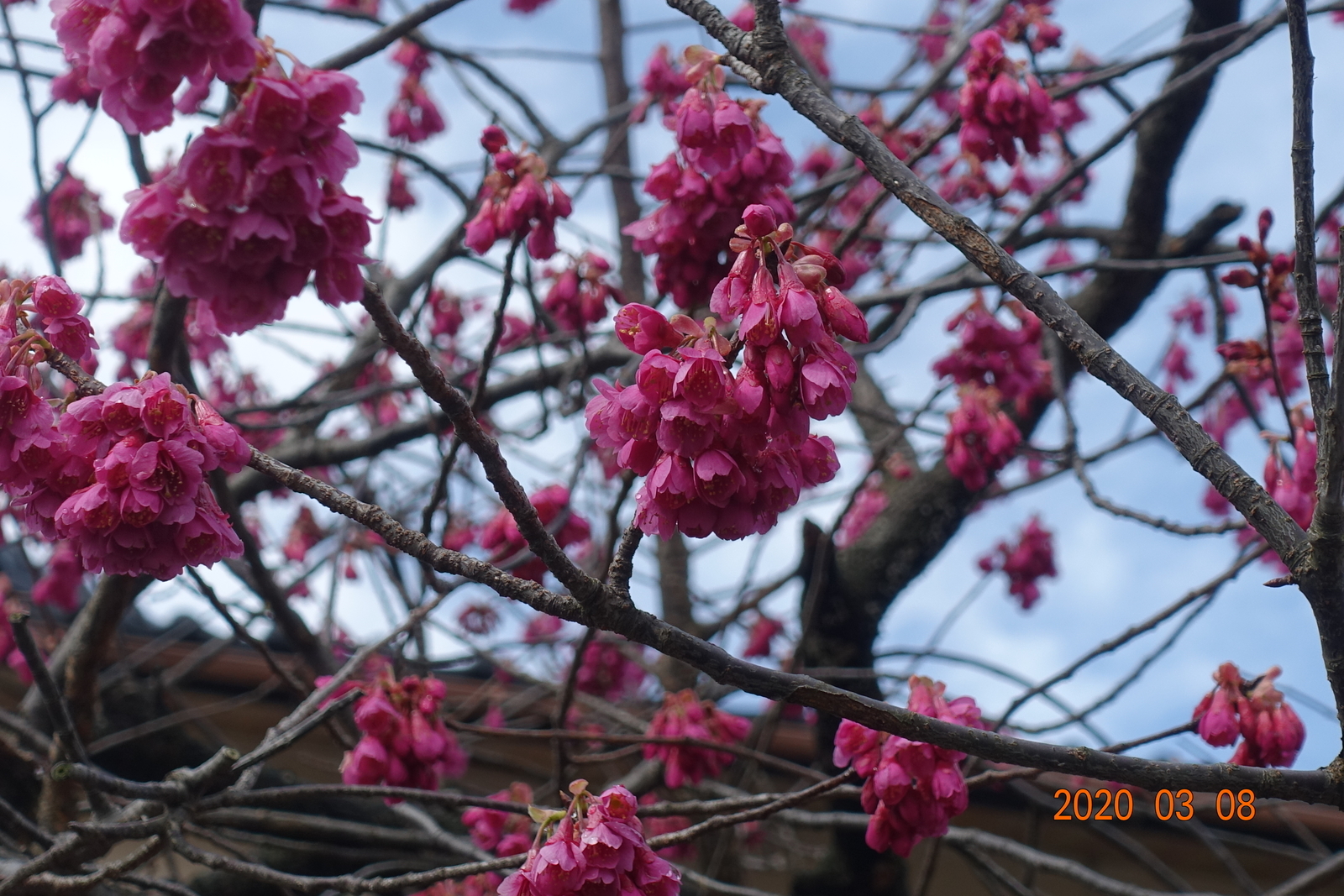 f:id:k10no3:20200308203701j:plain