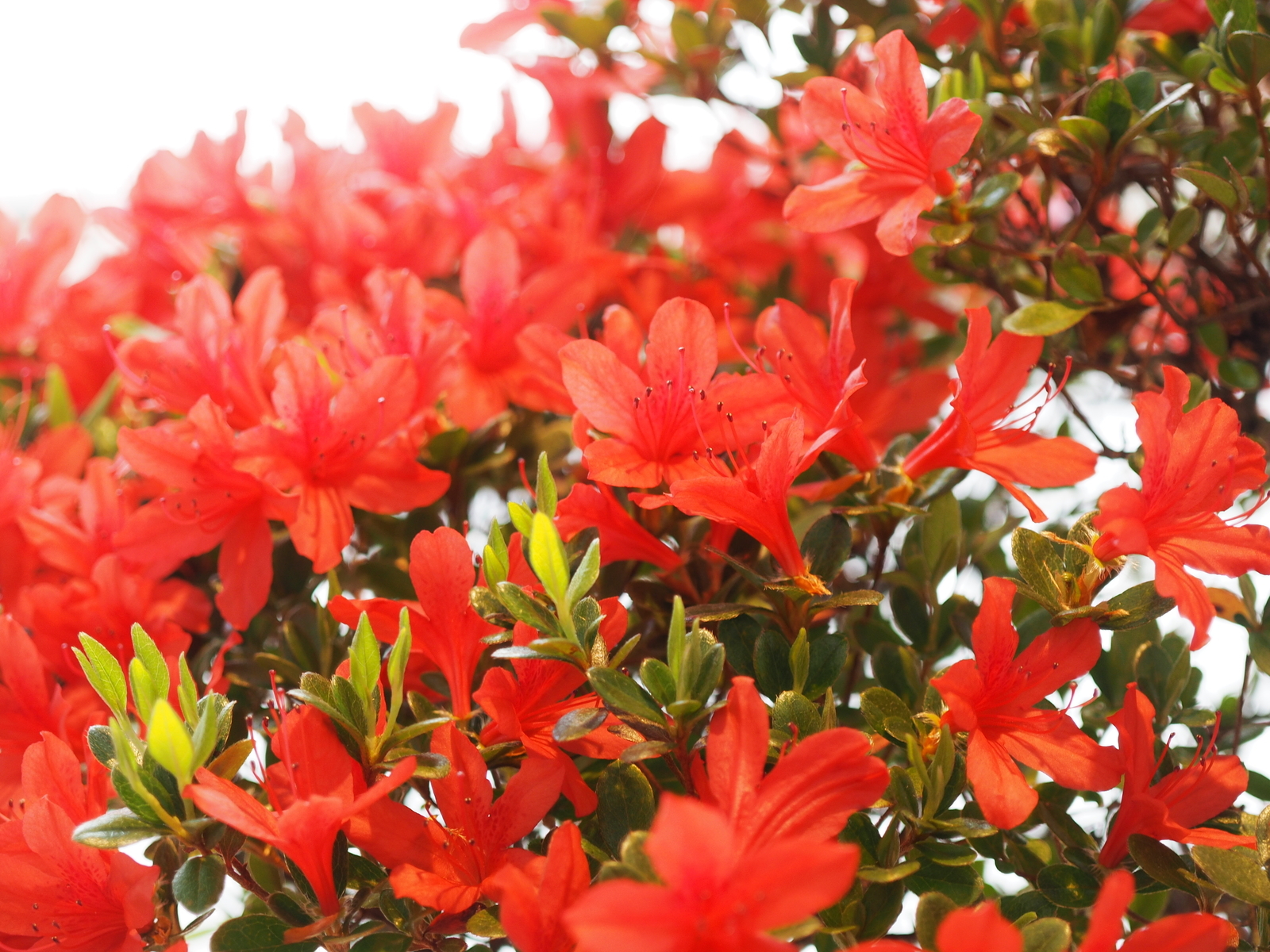 f:id:k10no3:20200320103515j:plain