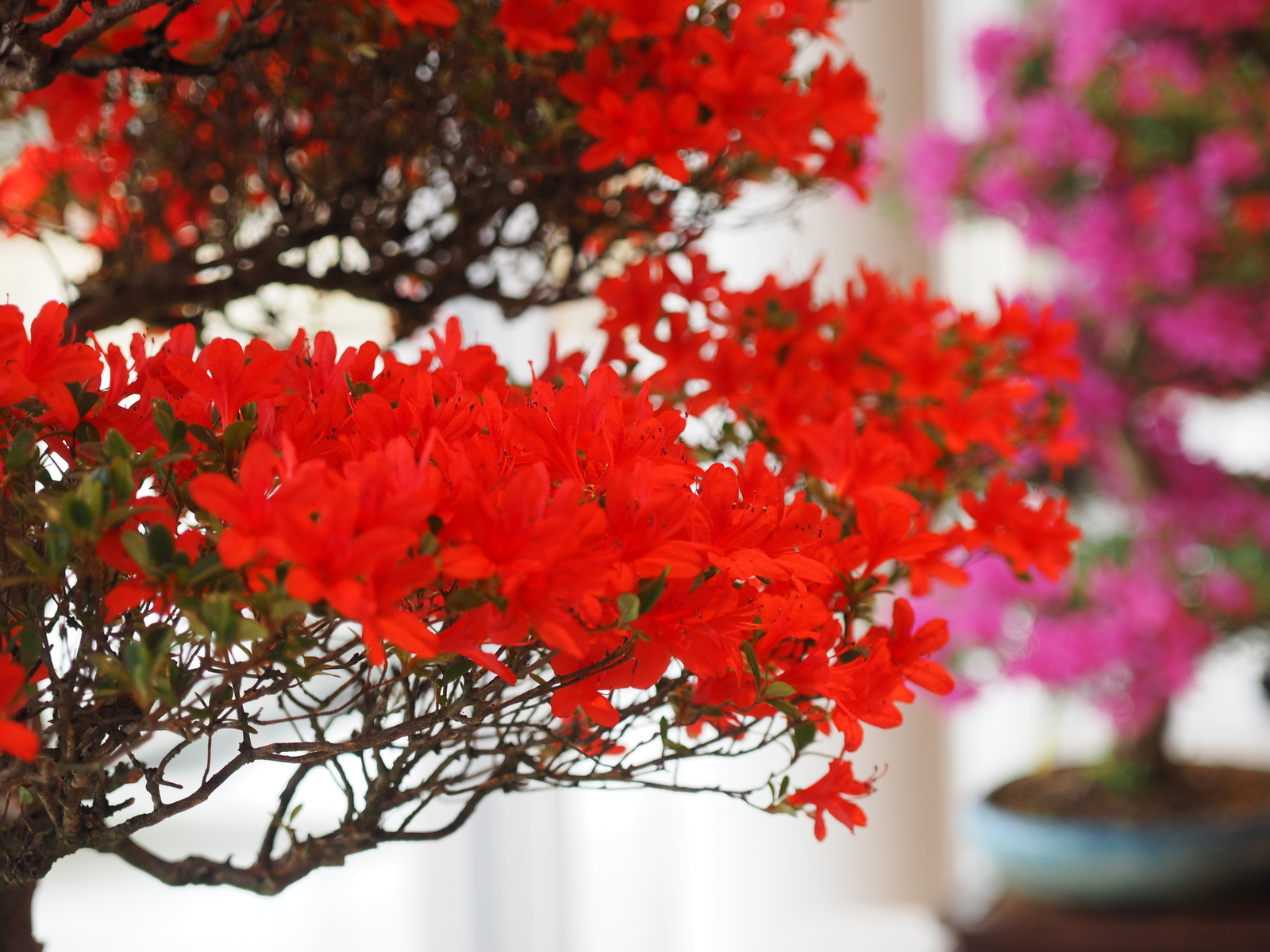 f:id:k10no3:20200320104508j:plain