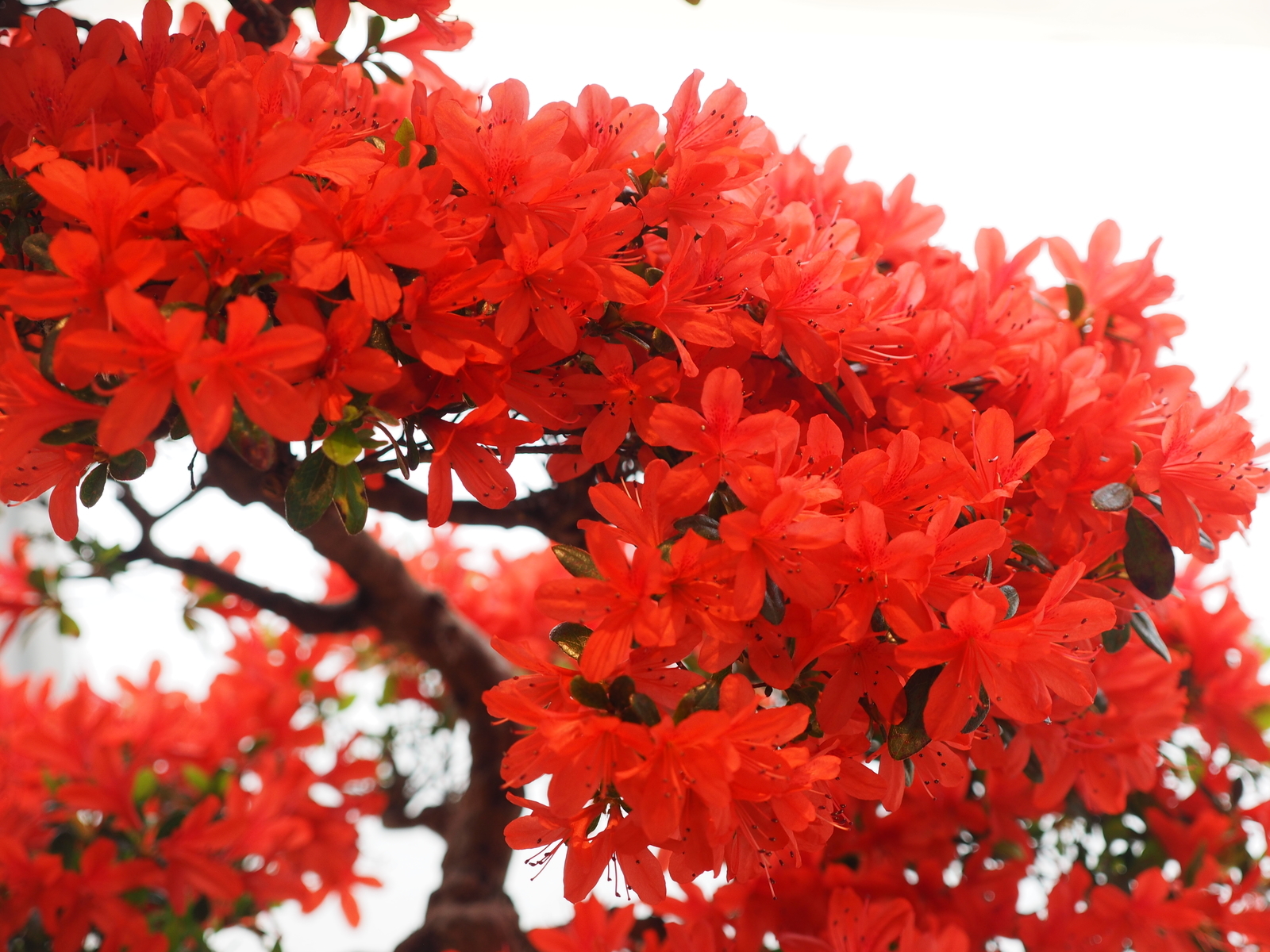 f:id:k10no3:20200320104839j:plain