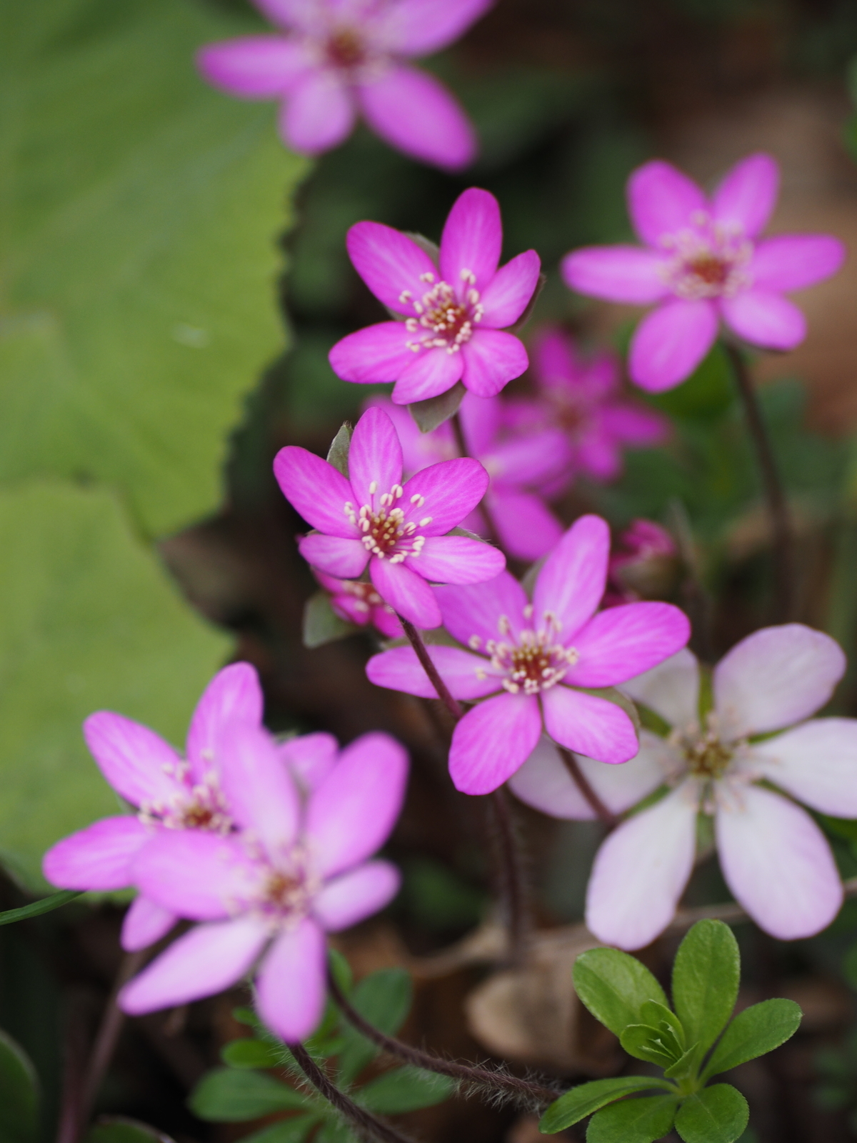 f:id:k10no3:20200321131922j:plain