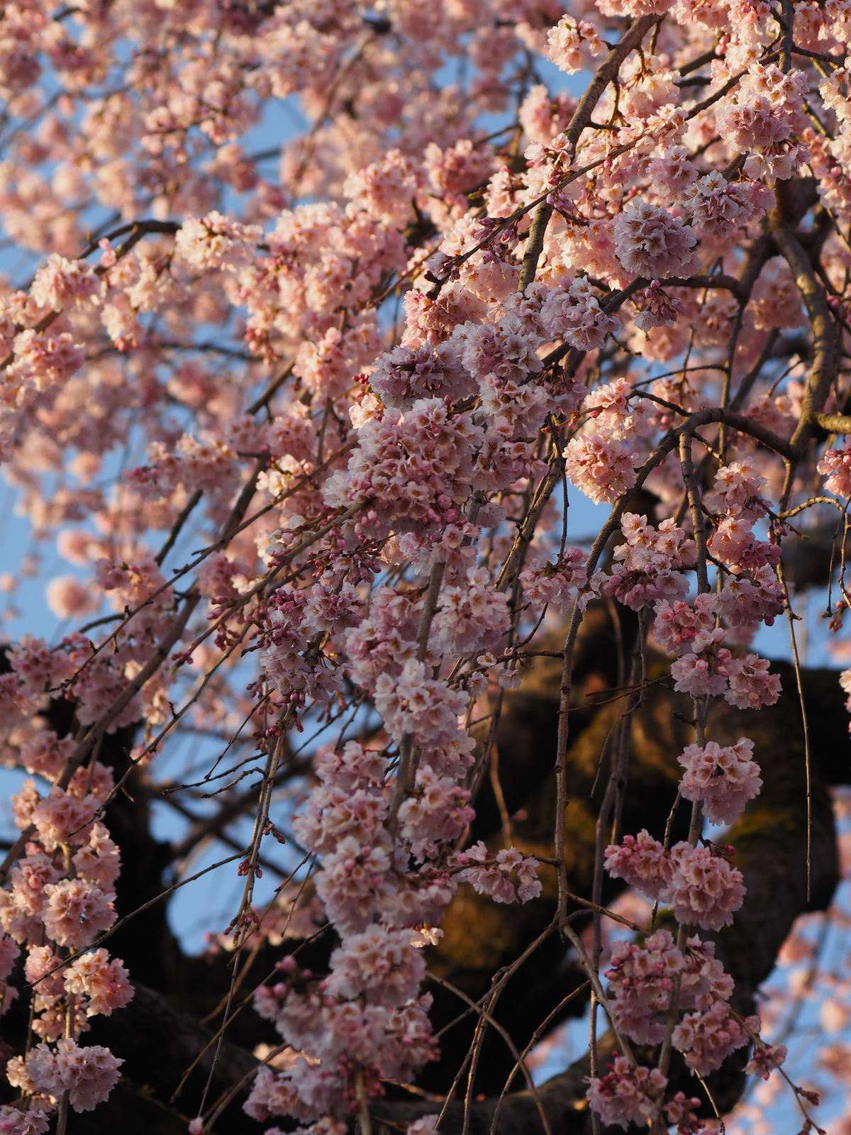 f:id:k10no3:20200326064128j:plain