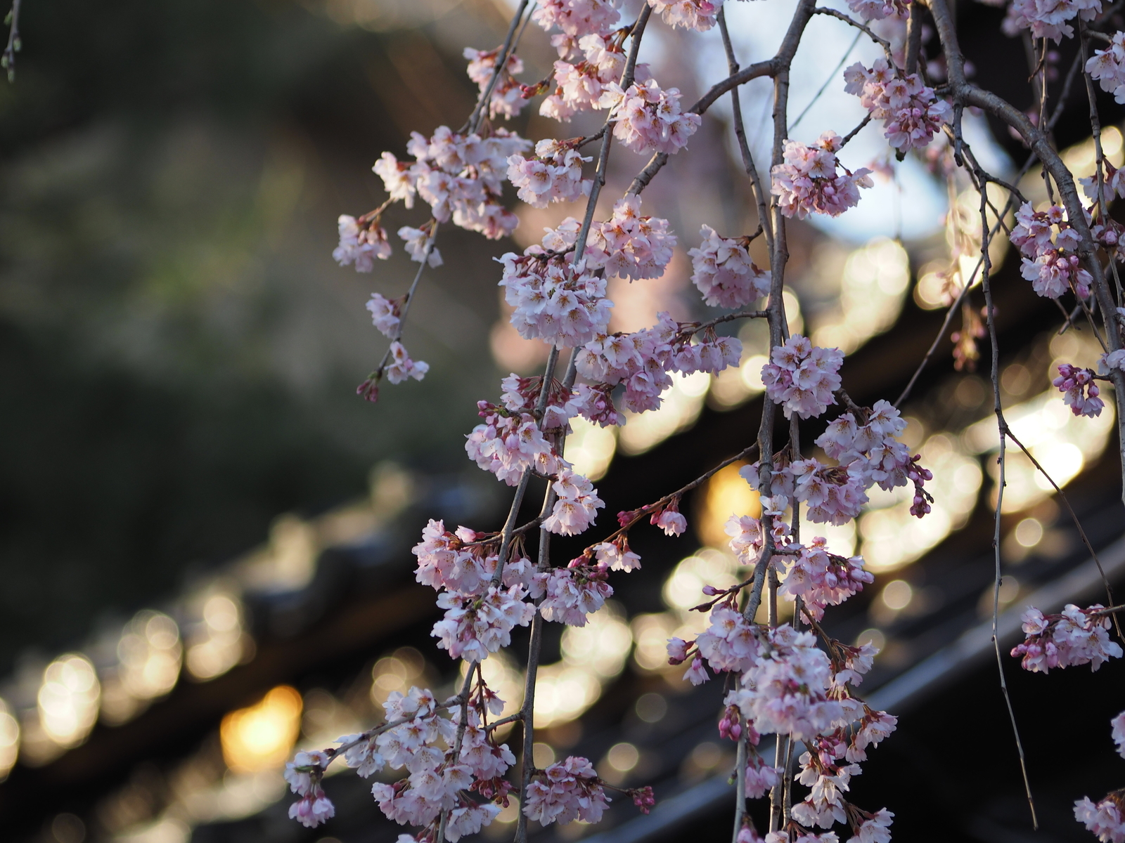 f:id:k10no3:20200326064329j:plain