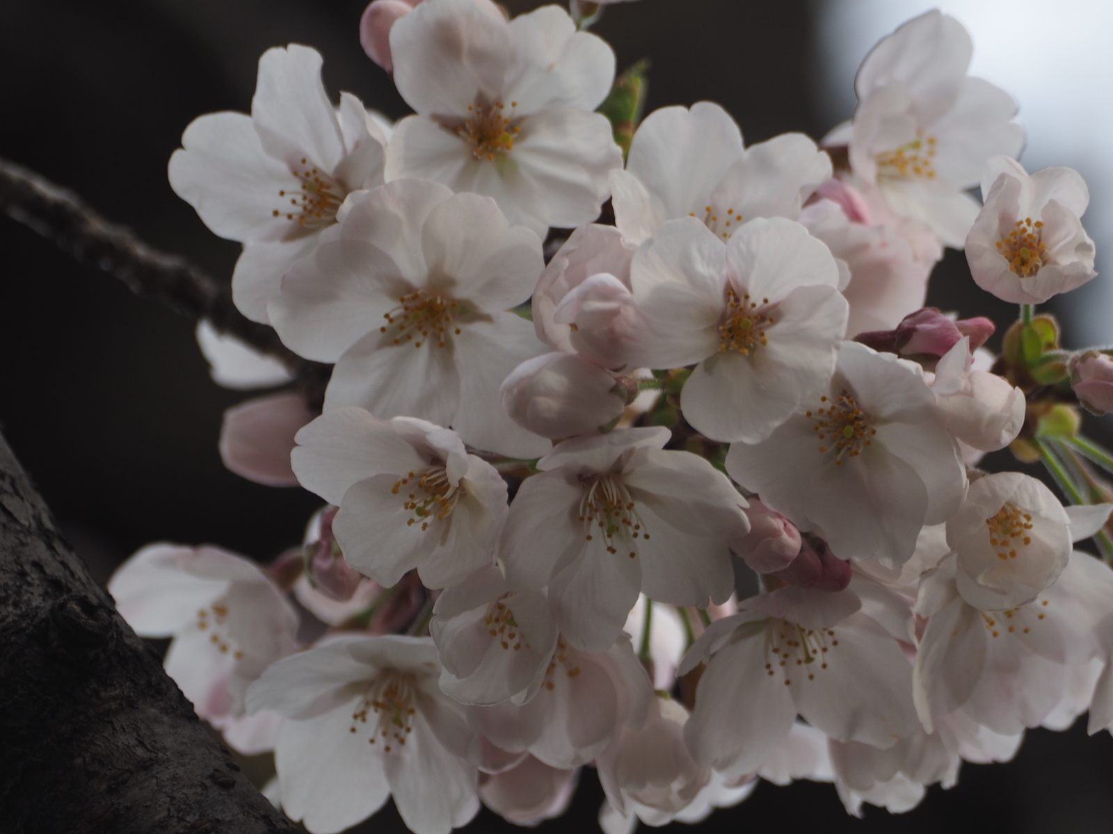 f:id:k10no3:20200327070749j:plain f:id:k10no3:20200327070749j:plain