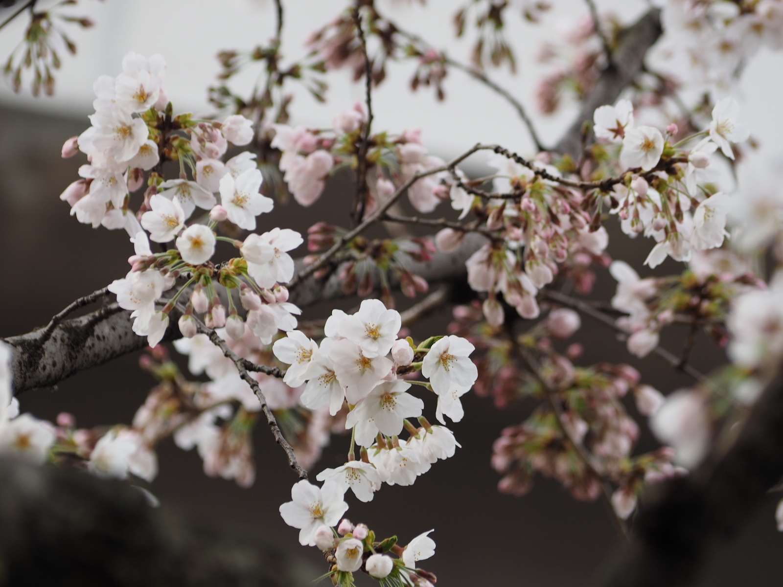 f:id:k10no3:20200327070912j:plain f:id:k10no3:20200327070912j:plain