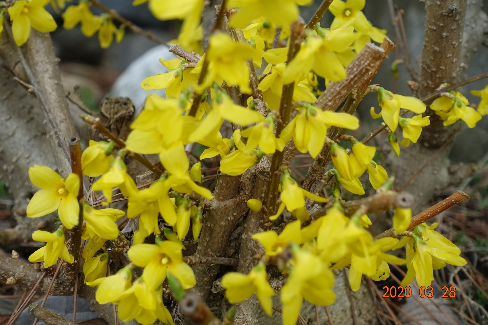 f:id:k10no3:20200328115357j:plain