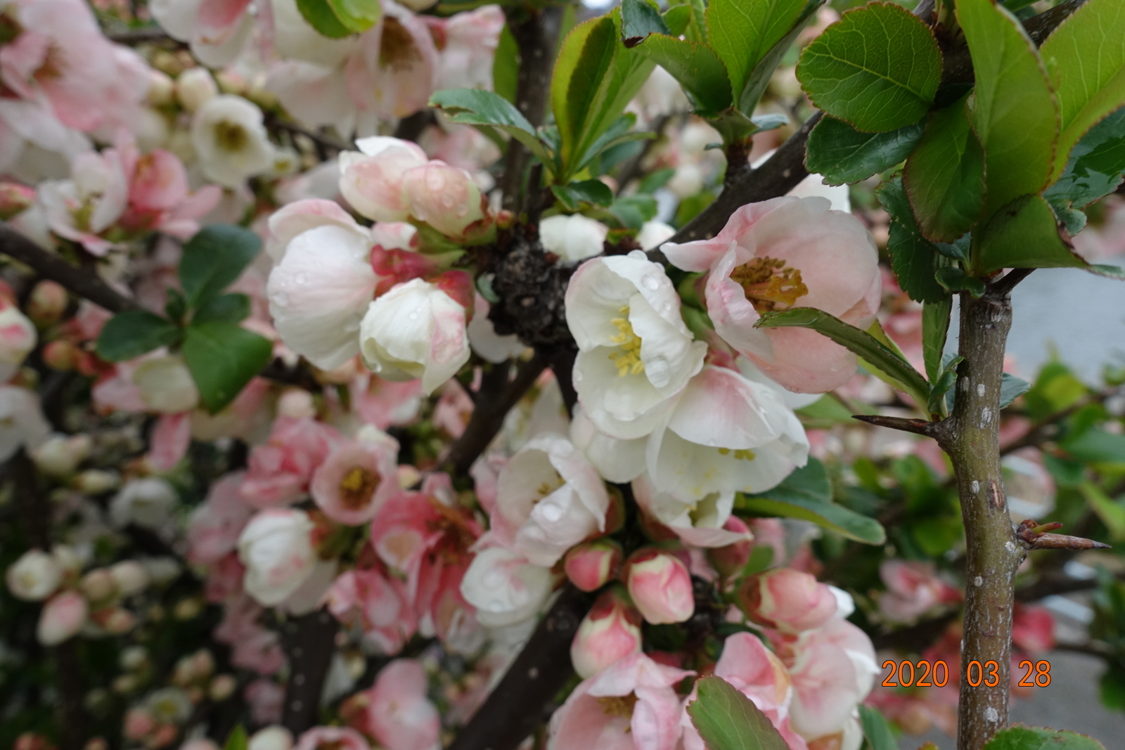 f:id:k10no3:20200328115540j:plain