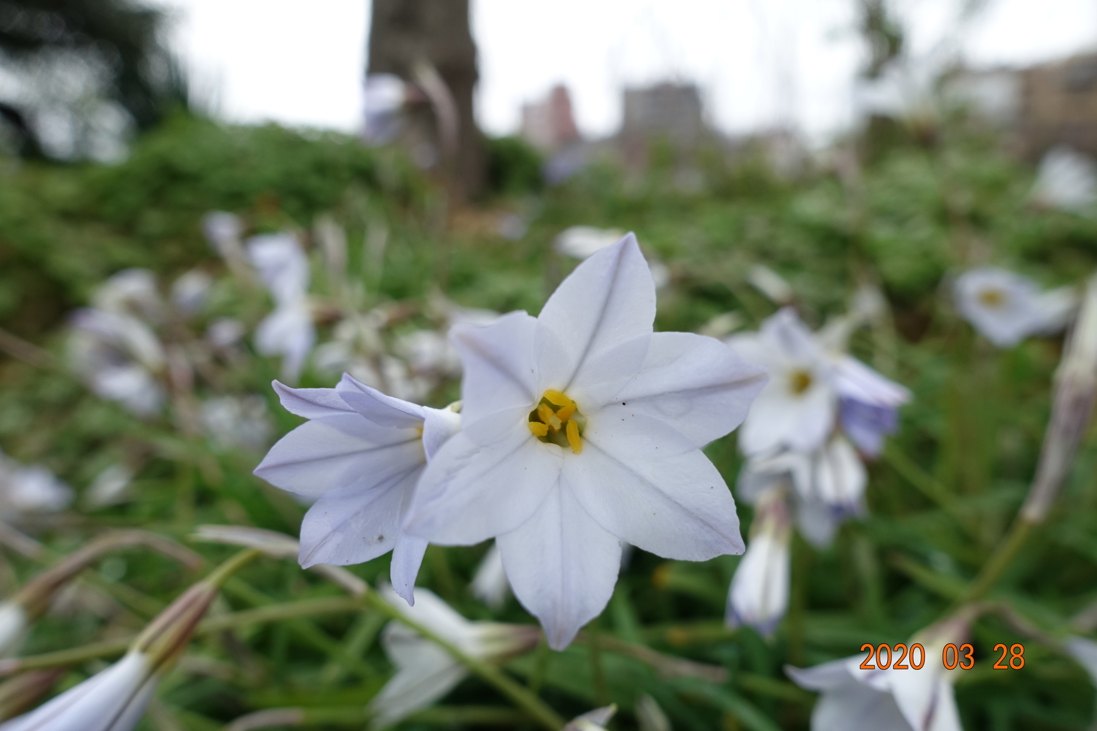 f:id:k10no3:20200328115638j:plain