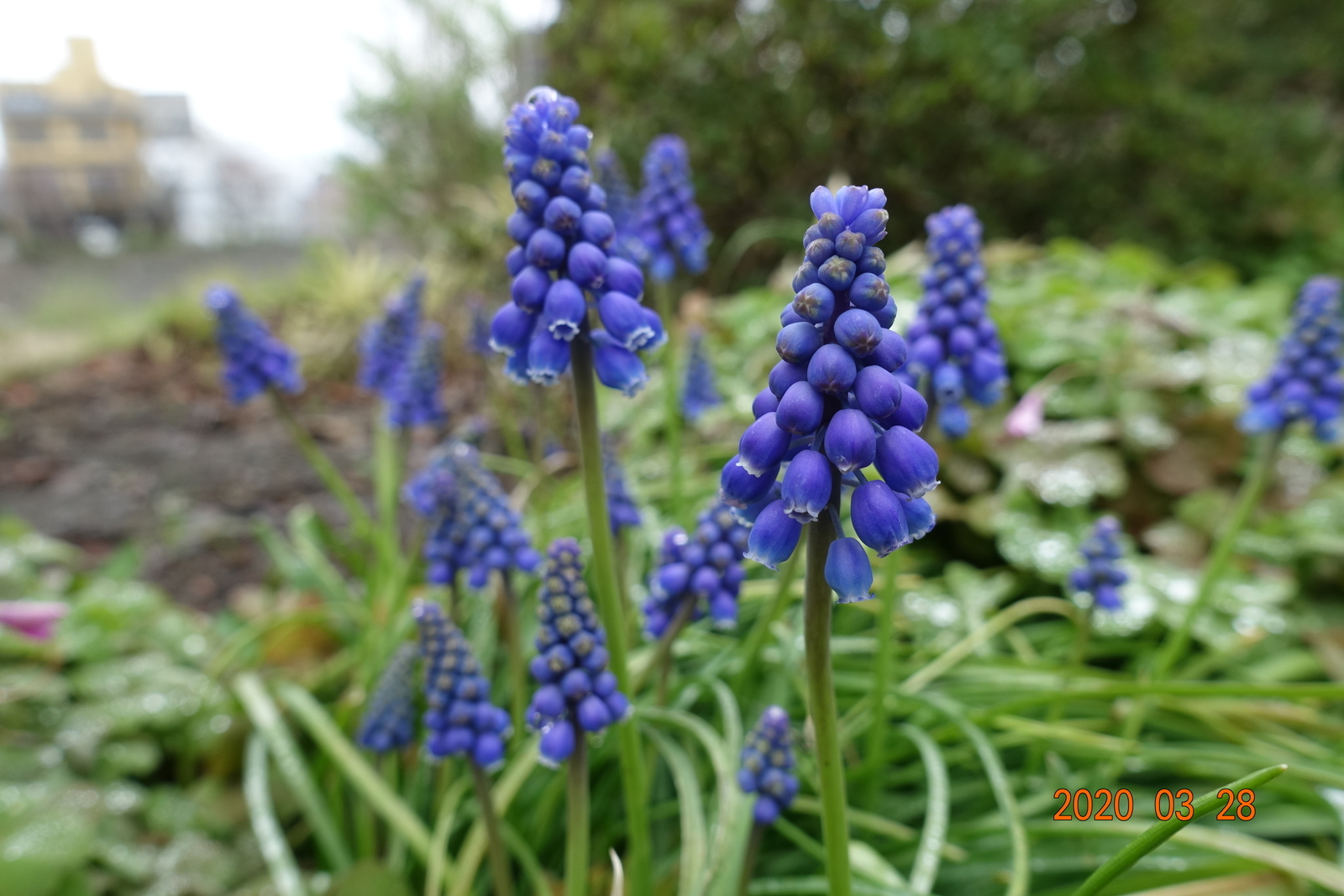 f:id:k10no3:20200328115704j:plain