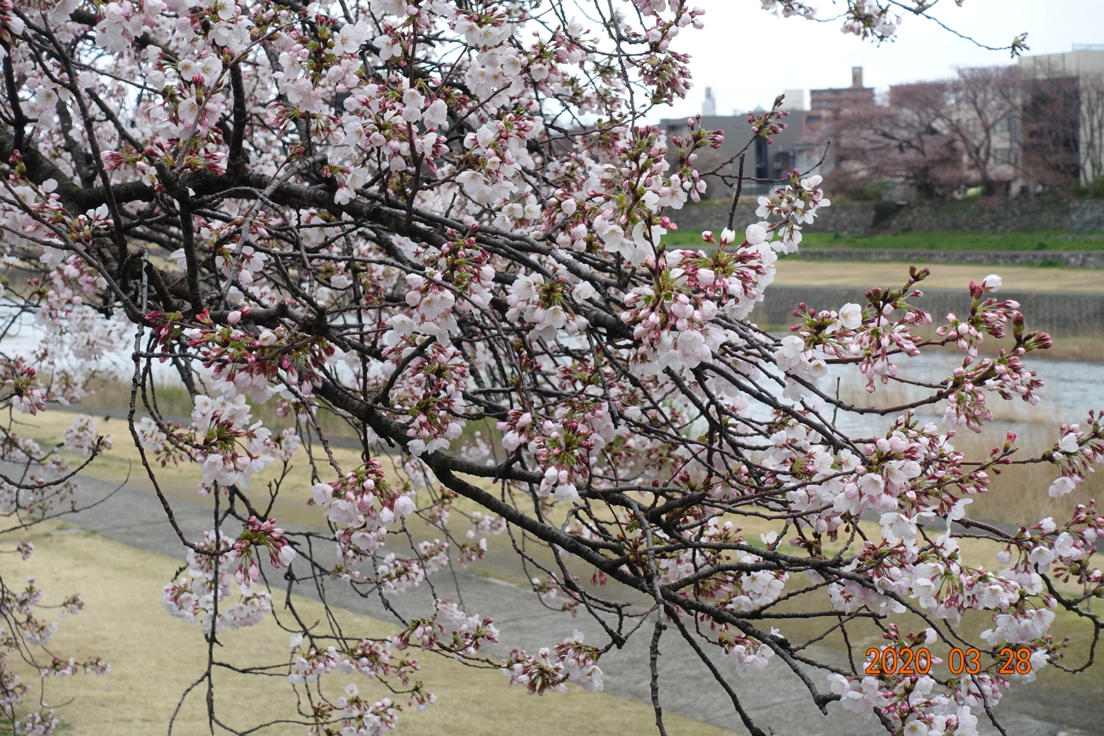 f:id:k10no3:20200328120116j:plain