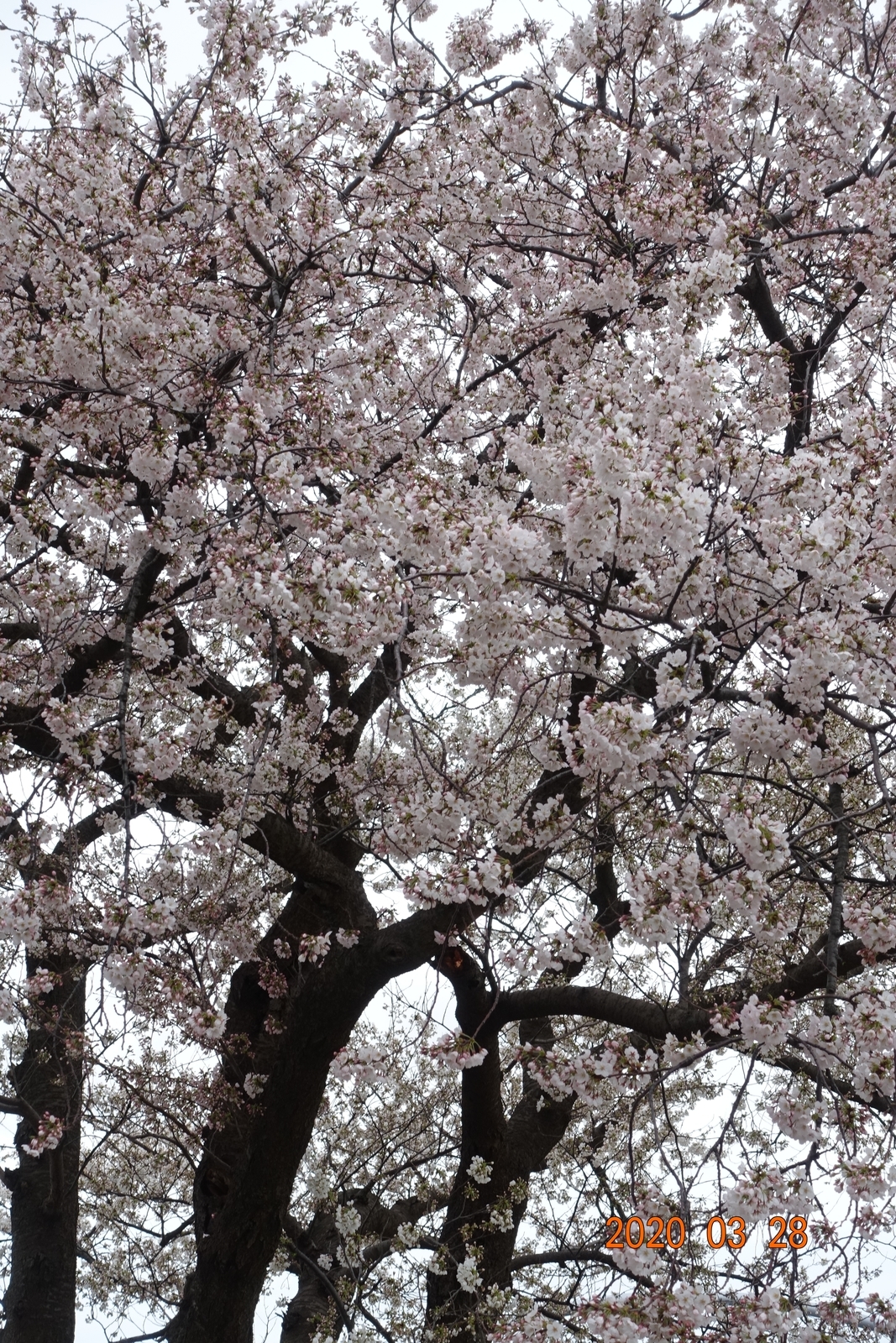 f:id:k10no3:20200328120418j:plain