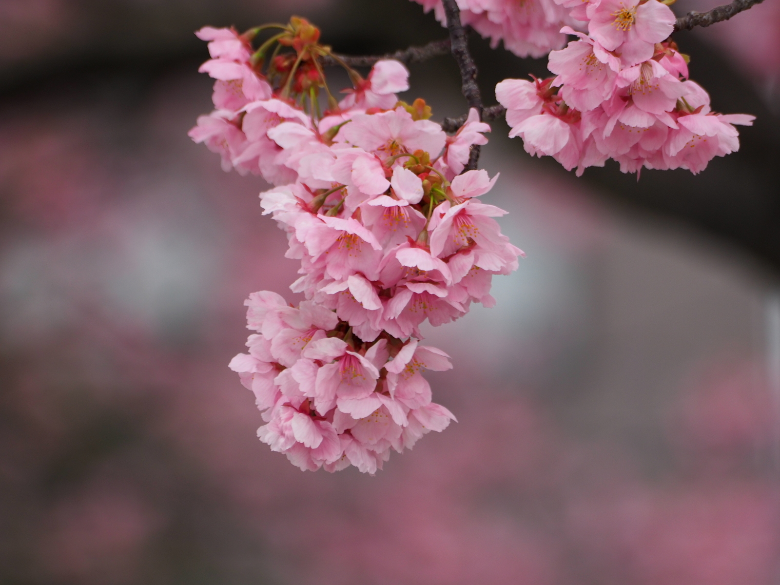 f:id:k10no3:20200328121448j:plain