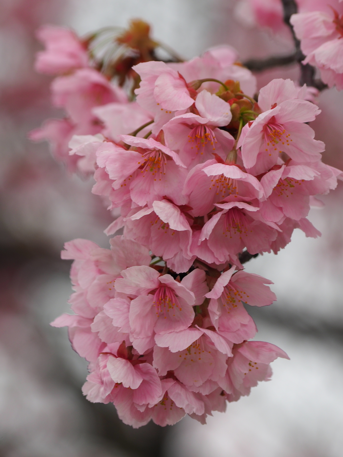 f:id:k10no3:20200328121533j:plain