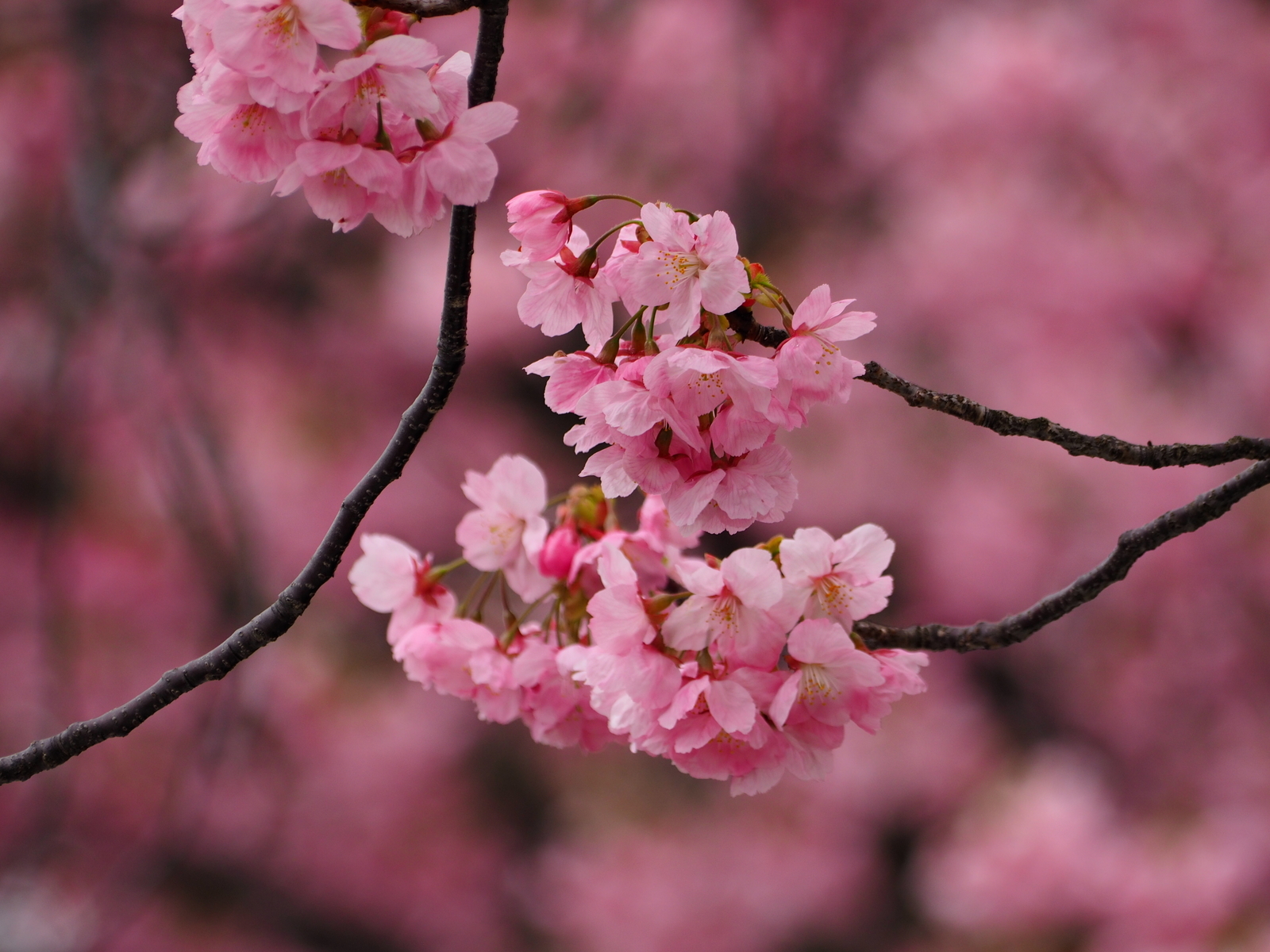 f:id:k10no3:20200328121554j:plain