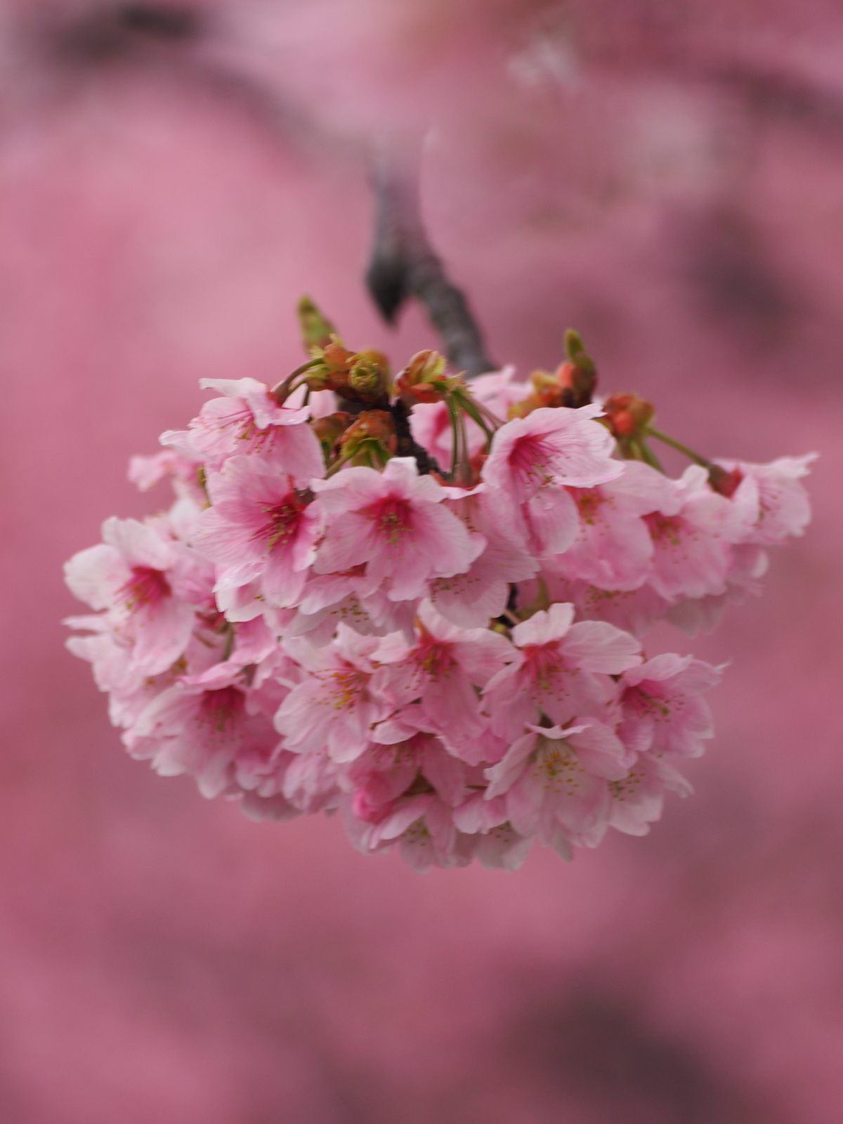 f:id:k10no3:20200328121944j:plain