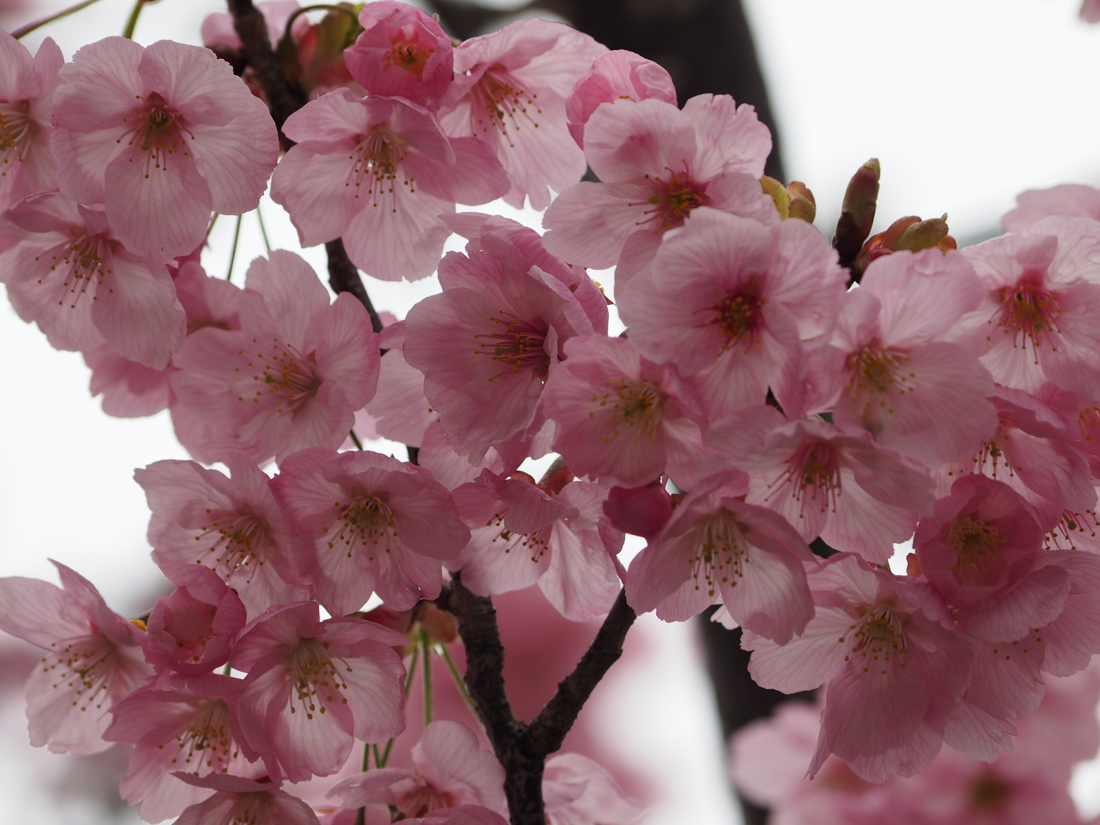 f:id:k10no3:20200328122202j:plain