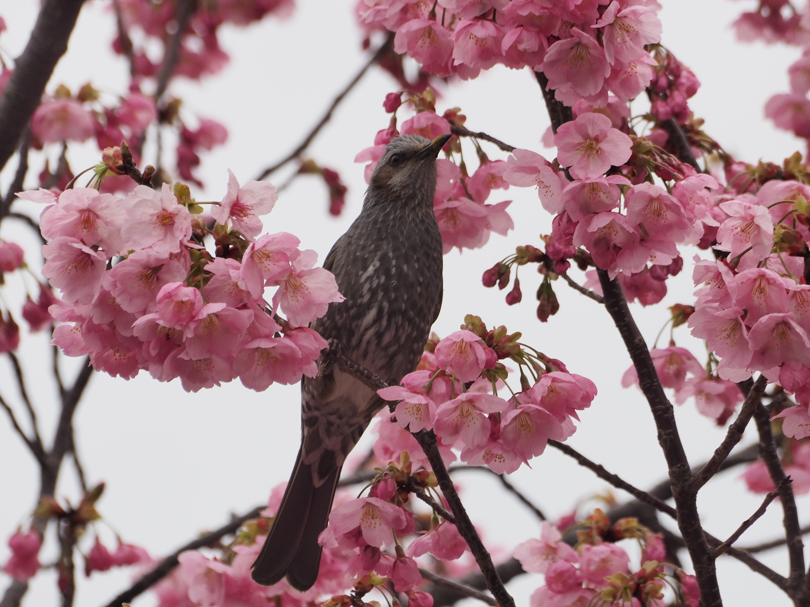 f:id:k10no3:20200328122511j:plain