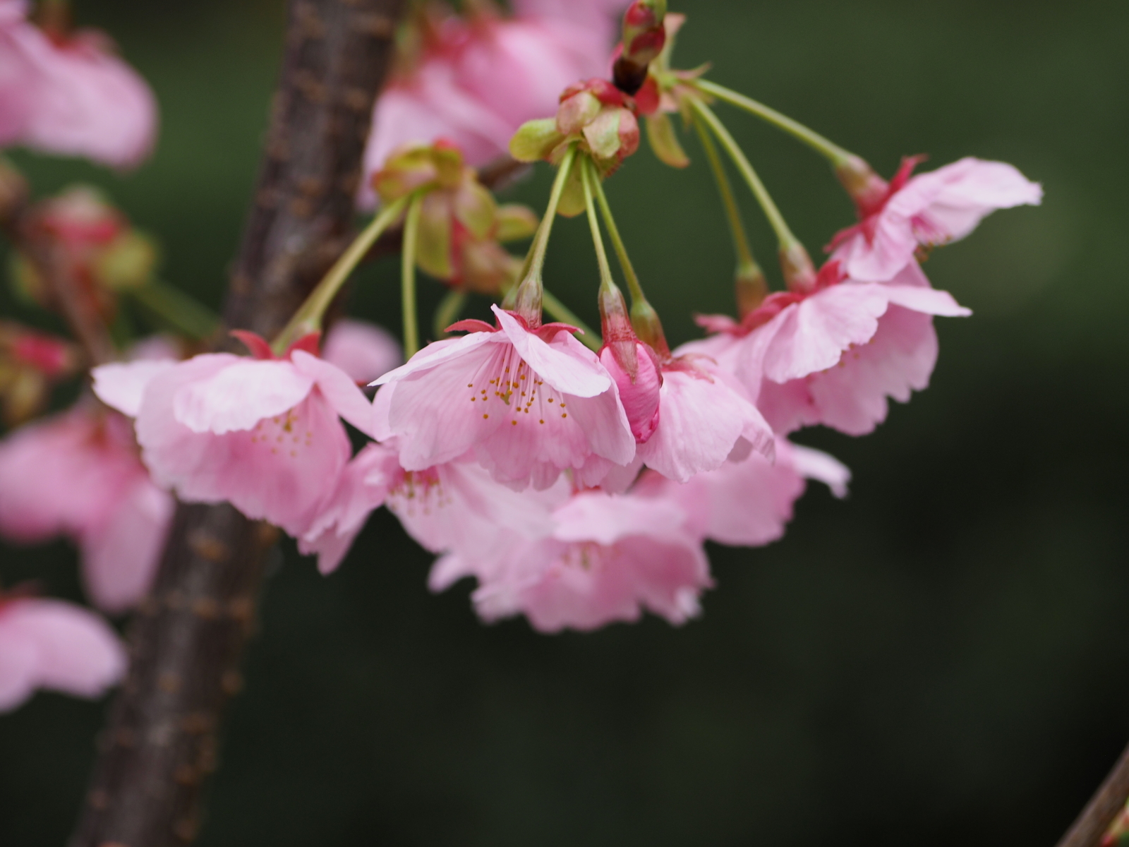 f:id:k10no3:20200328123045j:plain