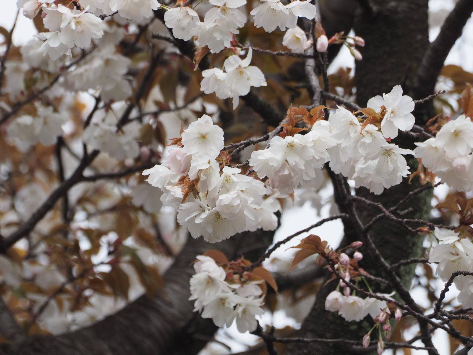f:id:k10no3:20200329125058j:plain f:id:k10no3:20200329125058j:plain