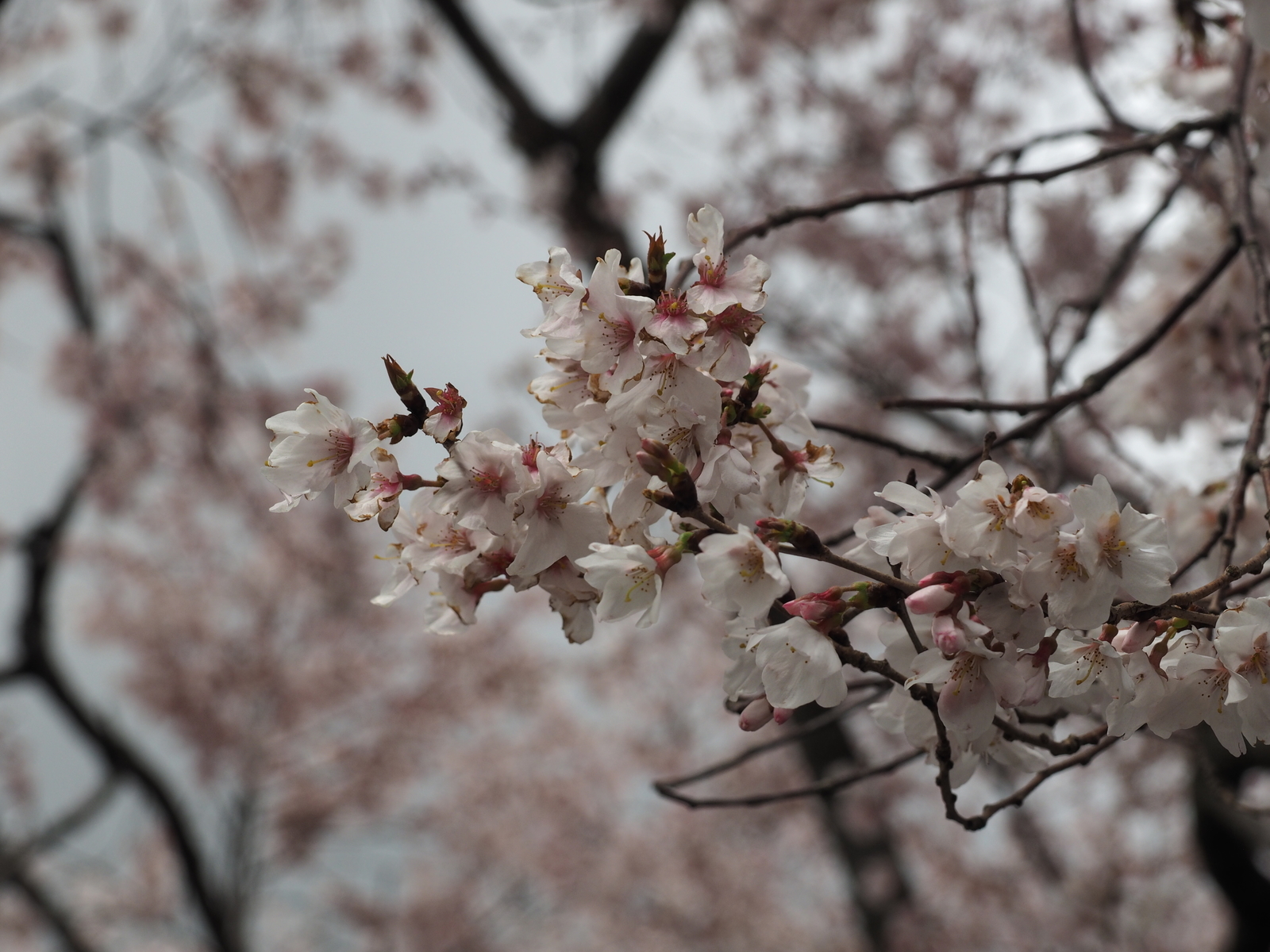 f:id:k10no3:20200329131225j:plain