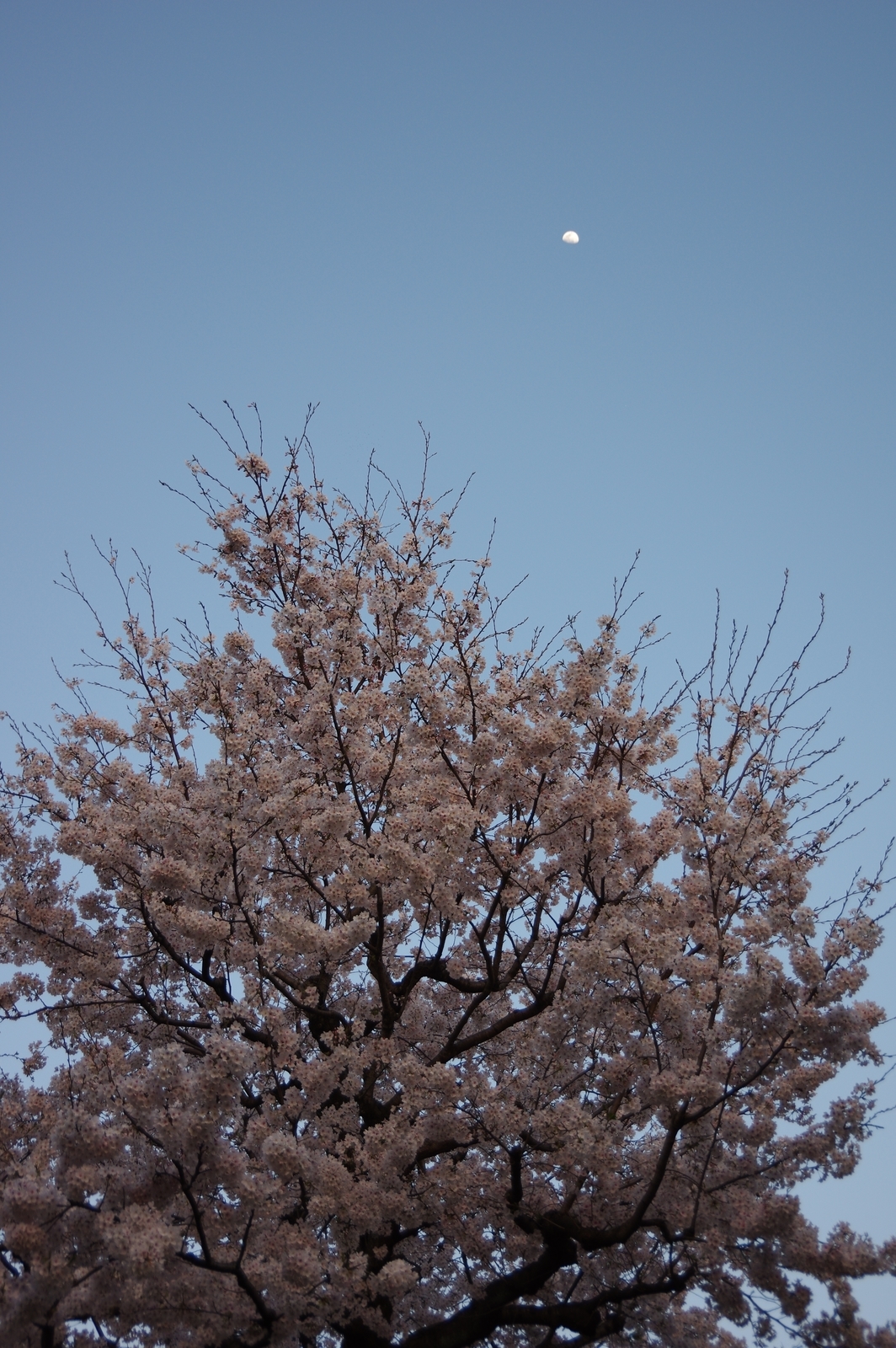 f:id:k10no3:20200403175941j:plain