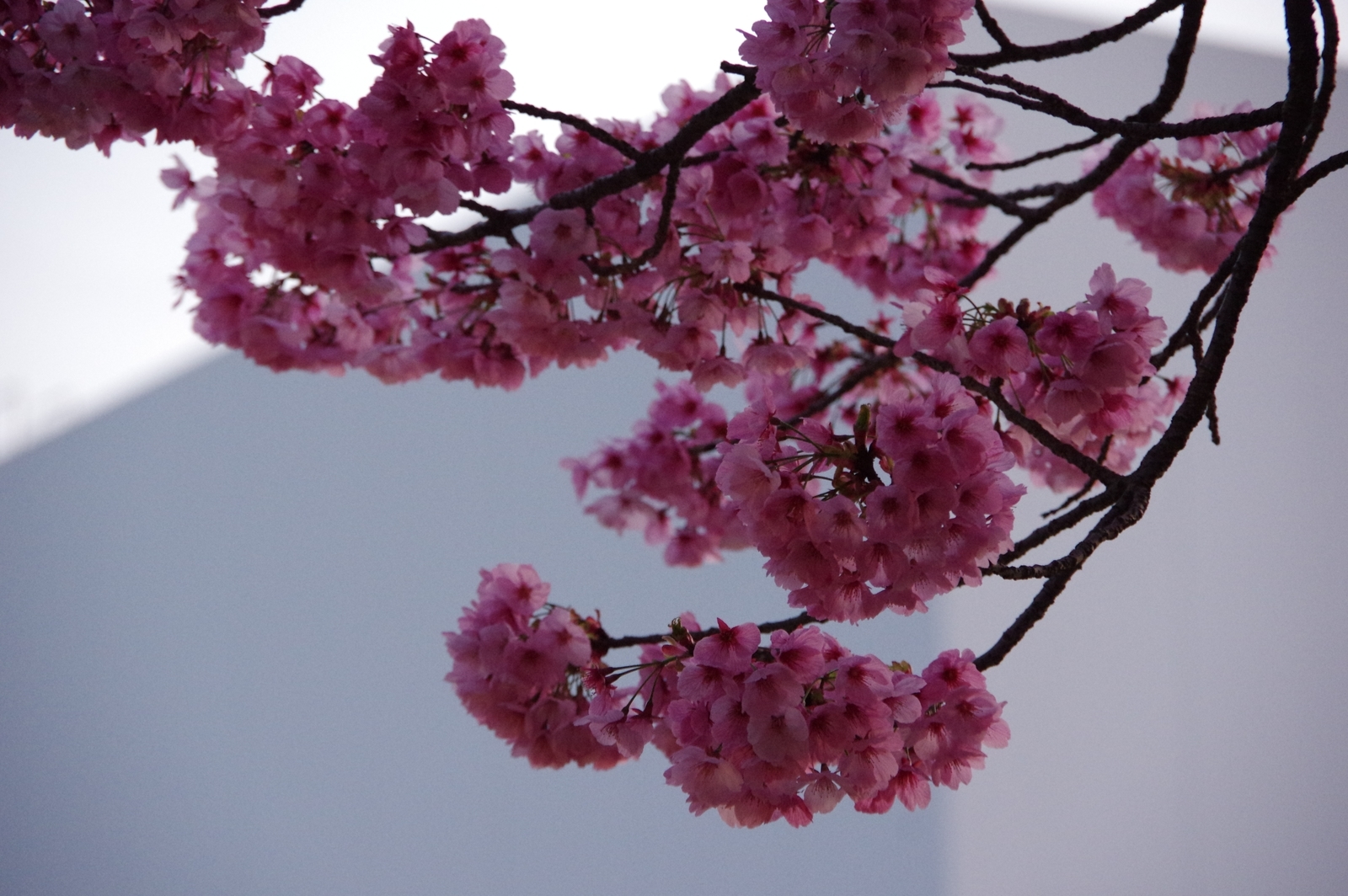 f:id:k10no3:20200403182552j:plain