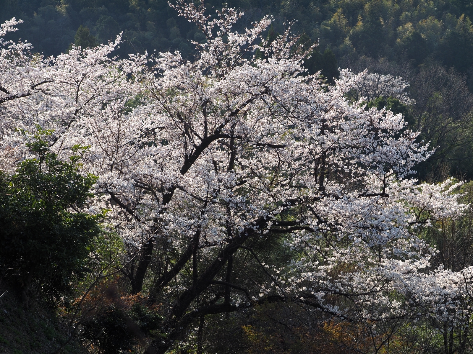 f:id:k10no3:20200404071204j:plain